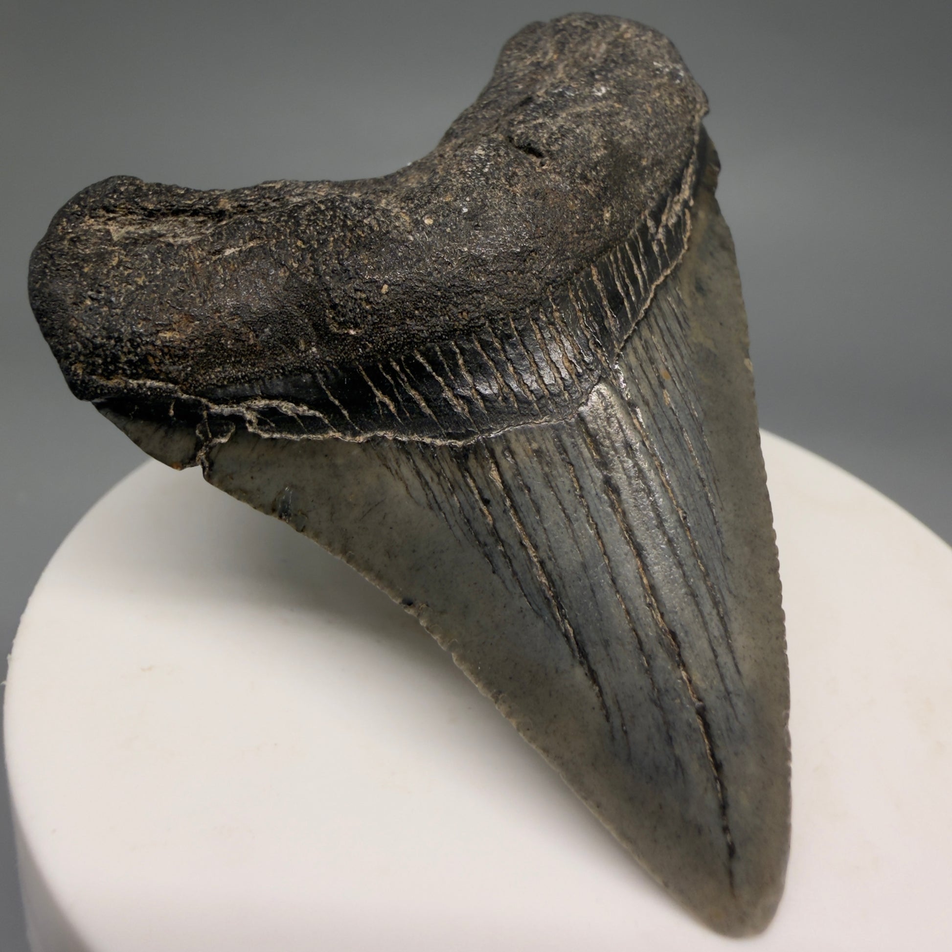 Front Left View 2.35" Colorful Fossil Megalodon Tooth – South Carolina River Find | Authentic Megalodon Tooth megalodonteeth.com CM6549