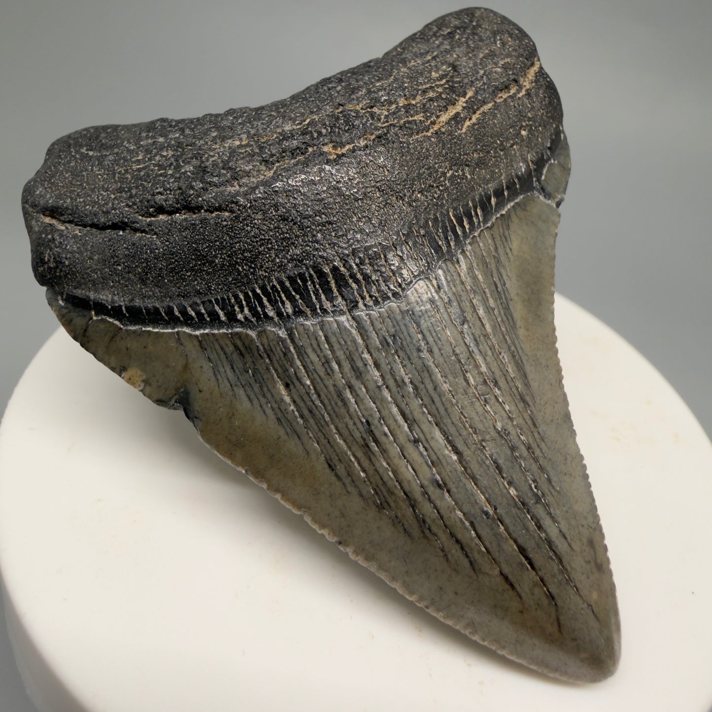 Front Left View 2.39" Colorful Fossil Megalodon Tooth – South Carolina River Find | Authentic CM6484