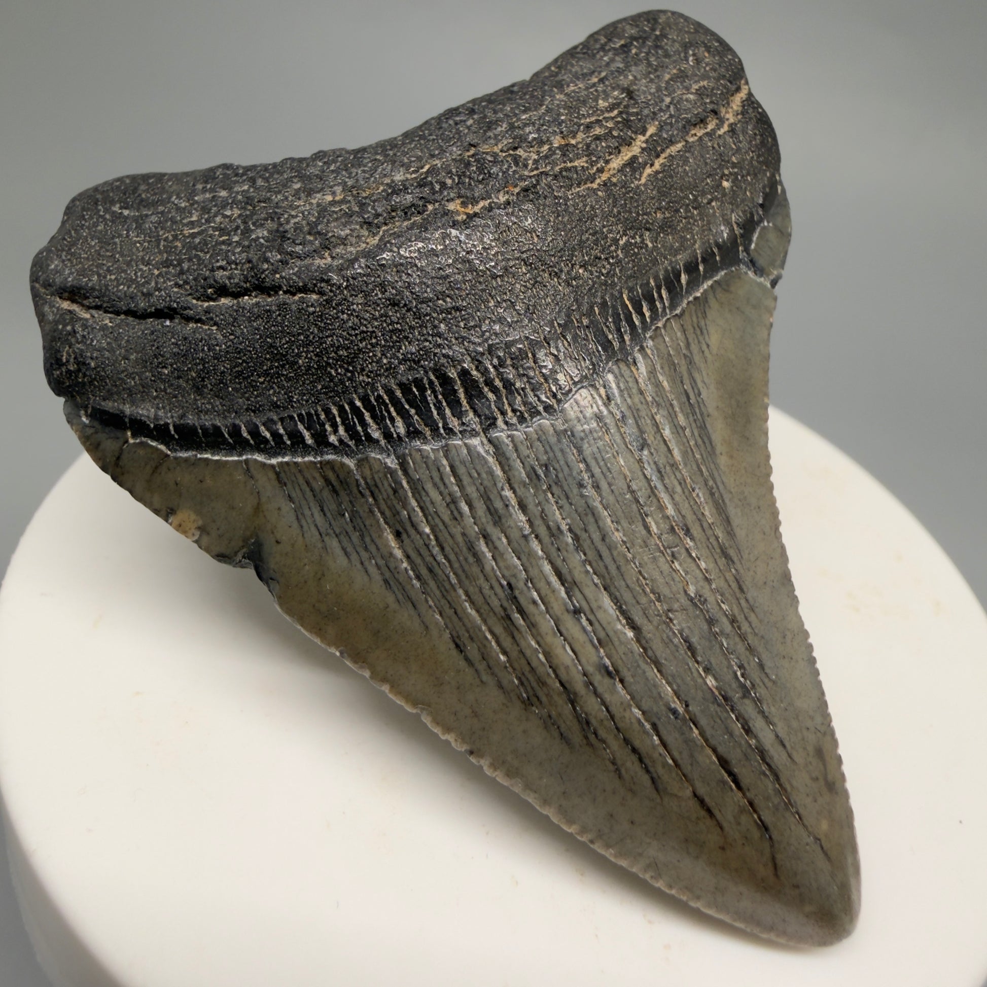 Front Left View 2.39" Colorful Fossil Megalodon Tooth – South Carolina River Find | Authentic CM6484