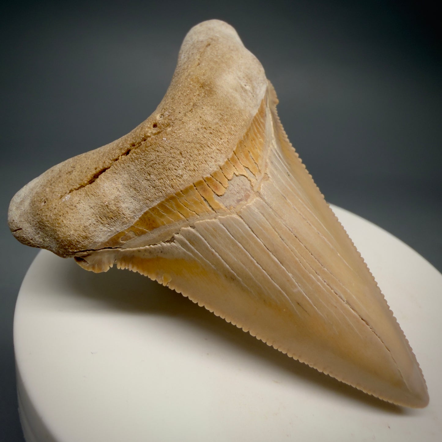 Front Left View 2.41" Fossil Carcharocles angustidens Shark Tooth from Summerville, South Carolina AN474