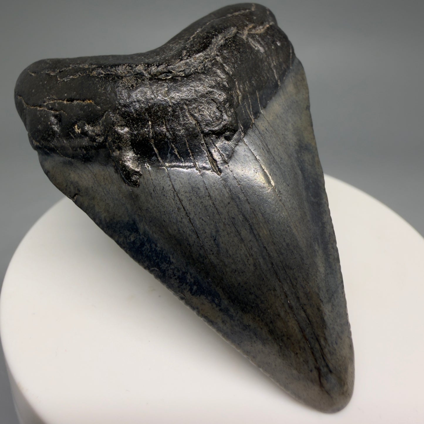 Front Left View 2.45" Colorful Fossil Megalodon Tooth – South Carolina River Find | Authentic Megalodon Tooth CM6550