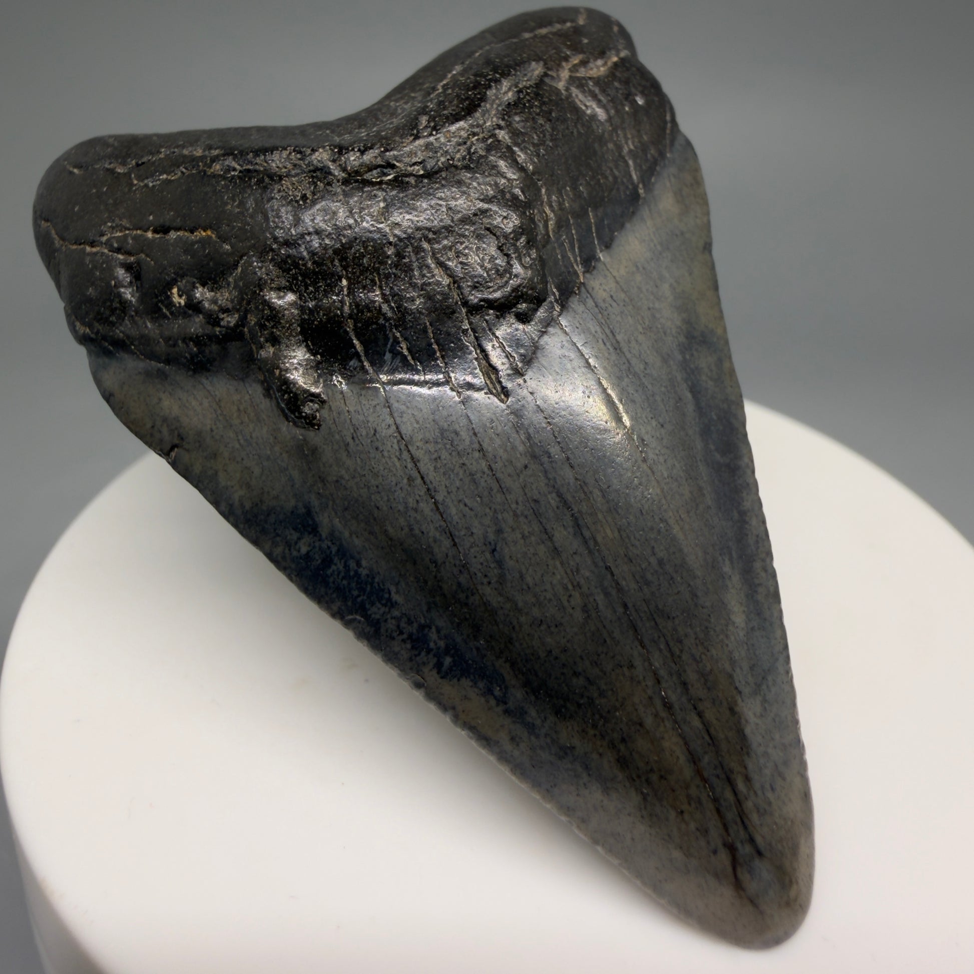 Front Left View 2.45" Colorful Fossil Megalodon Tooth – South Carolina River Find | Authentic Megalodon Tooth CM6550