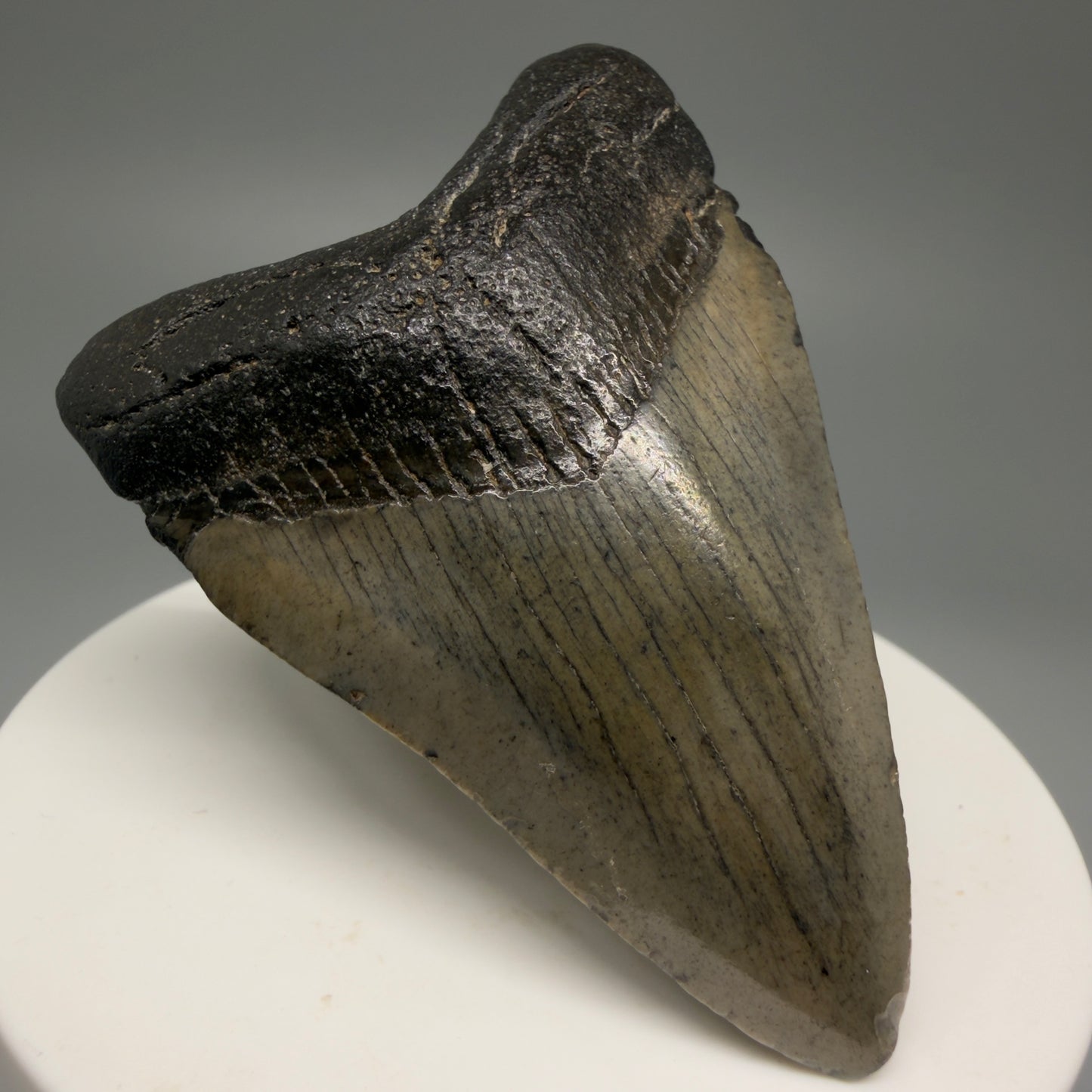 Front Left View 2.49" Colorful Fossil Megalodon Tooth – South Carolina River Find | Authentic Megalodon Tooth CM5495 