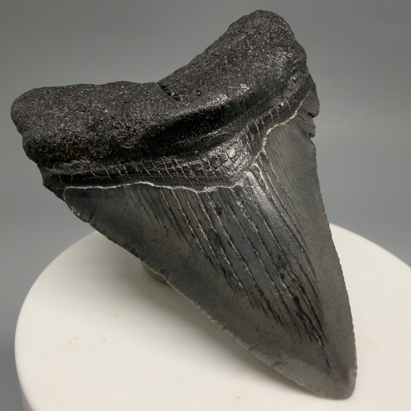 Front Left View 2.50" Colorful Fossil Megalodon Tooth – South Carolina River Find | Authentic CM6486
