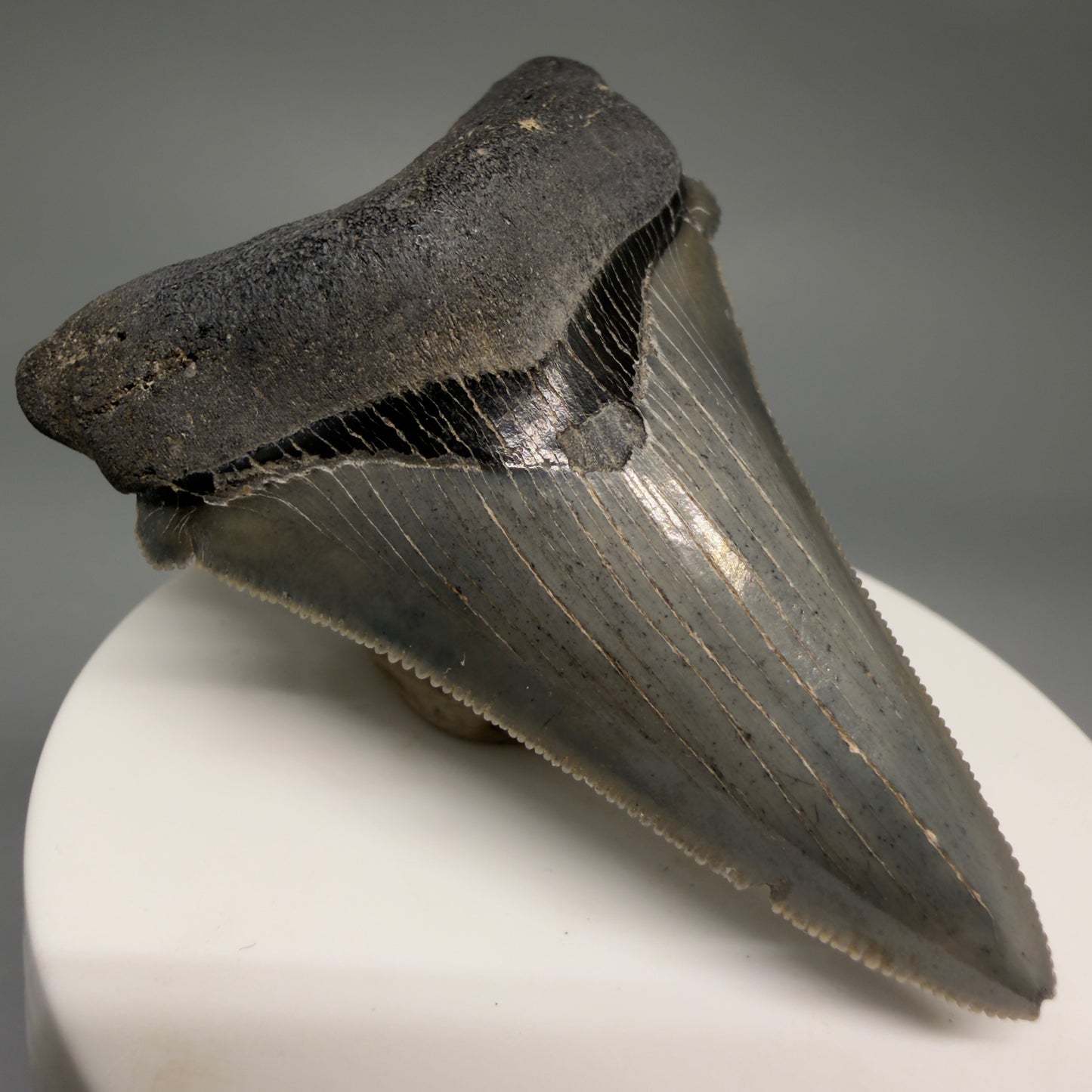 Front Left View 2.52" Serrated Fossil Carcharocles angustidens Shark Tooth from South Carolina AN469
