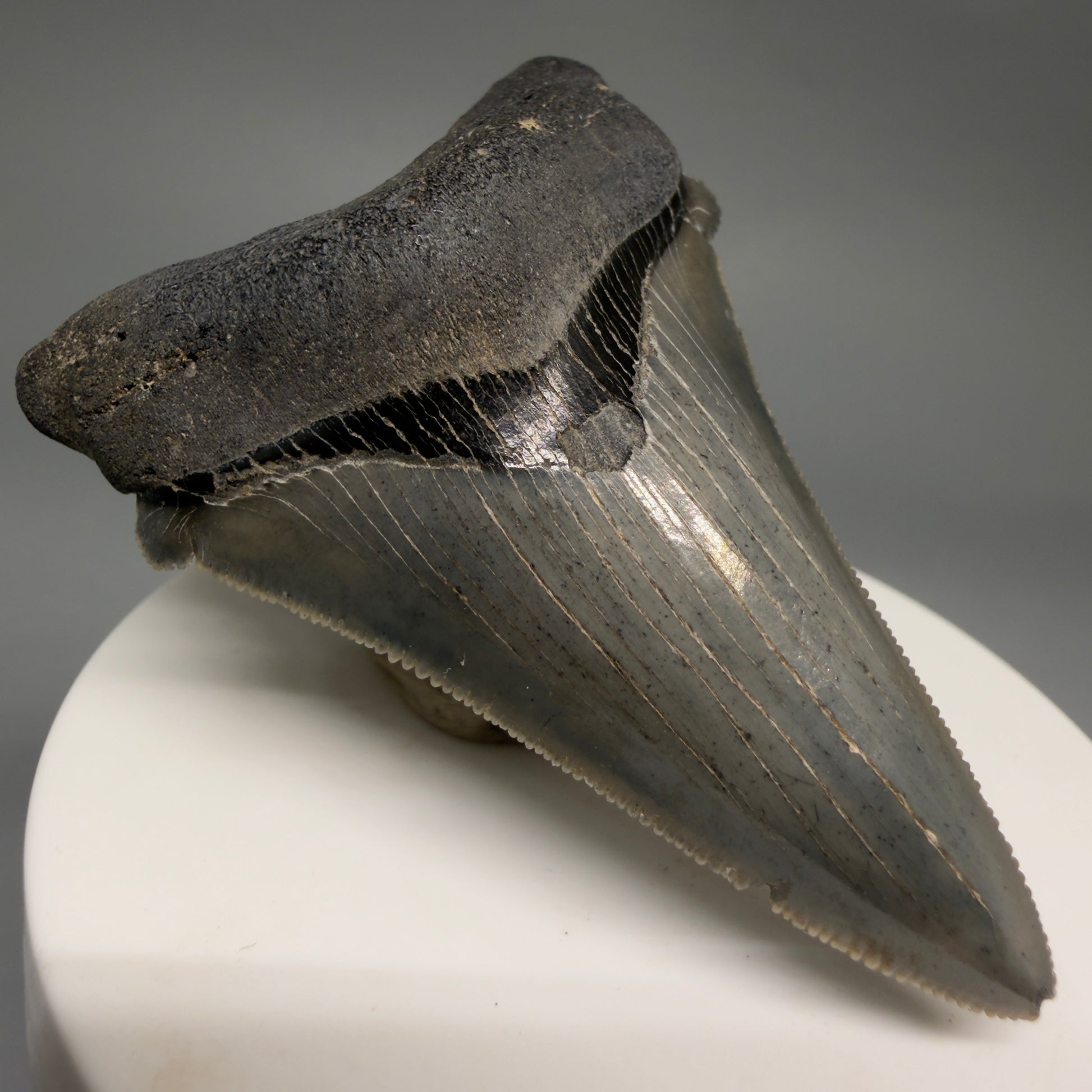 Front Left View 2.52" Serrated Fossil Carcharocles angustidens Shark Tooth from South Carolina AN469