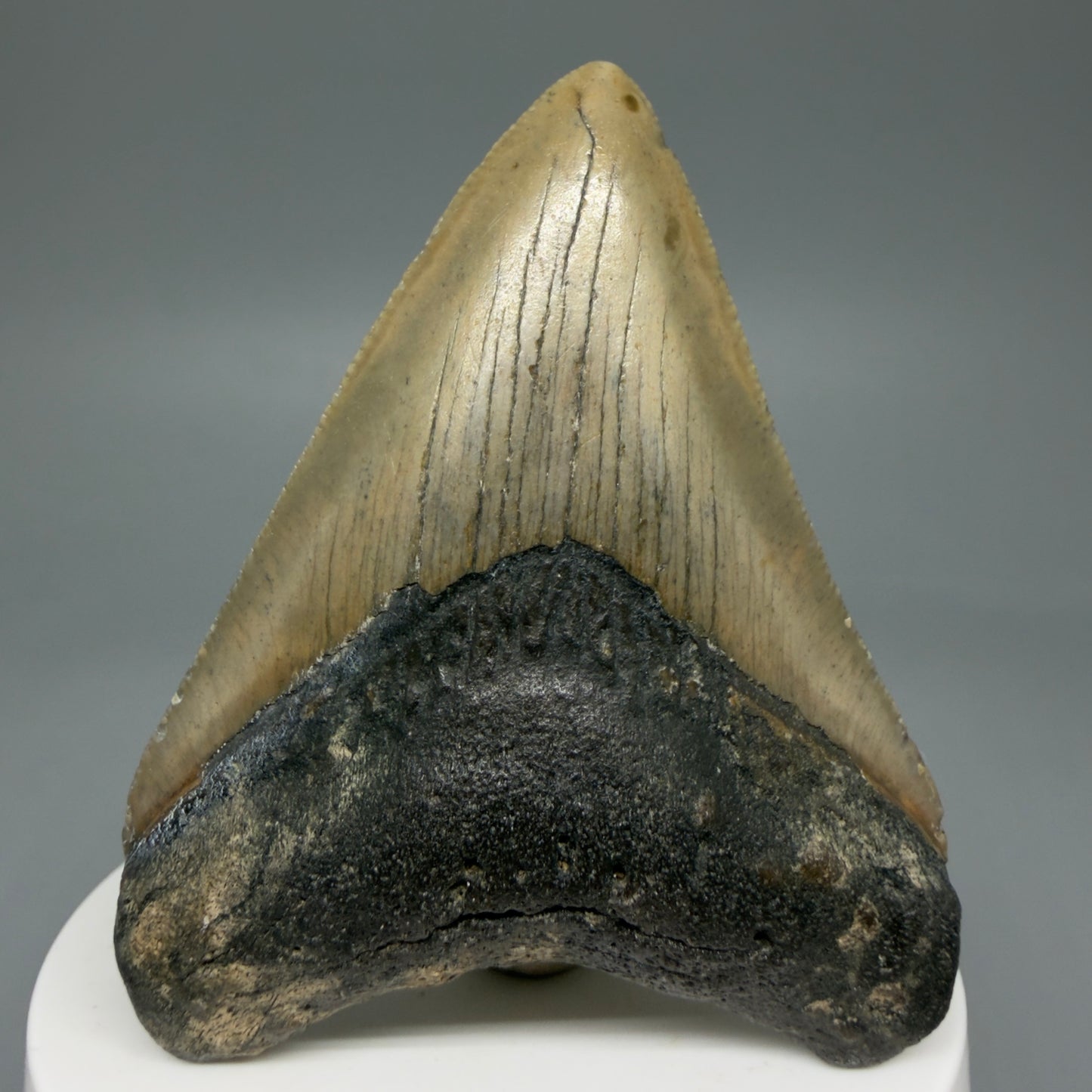 Front View 2.84" Fossil Megalodon Tooth - Authentic Carcharocles megalodon Fossil from North Carolina CM5941