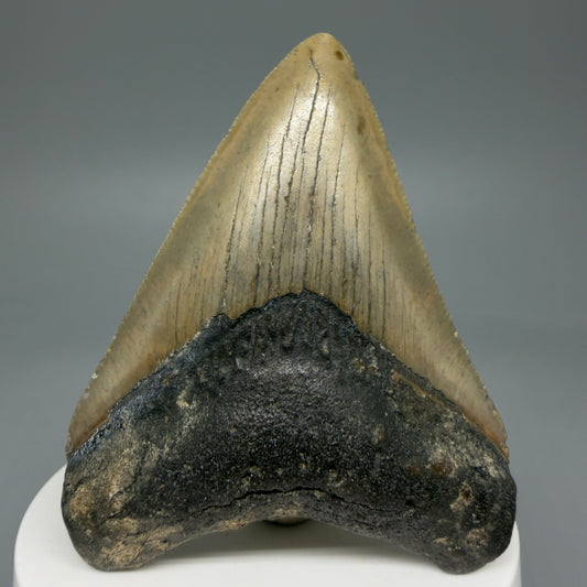 Front View 2.84" Fossil Megalodon Tooth - Authentic Carcharocles megalodon Fossil from North Carolina CM5941