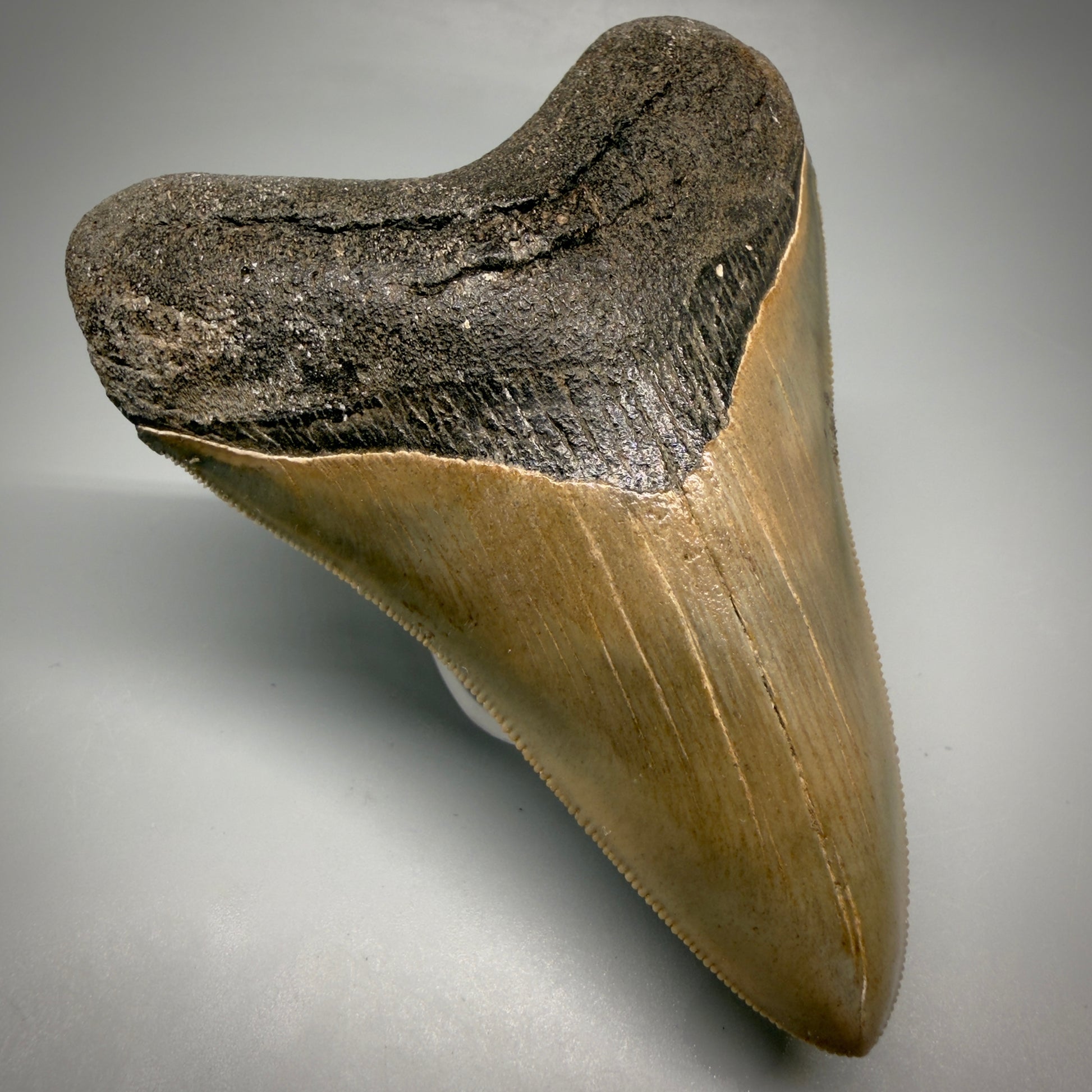 Front Left View 4.21" Fossil Megalodon Shark Tooth - Georgia - Heart-shaped sharply serrated - Collector's Quality megalodonteeth.com CM6530
