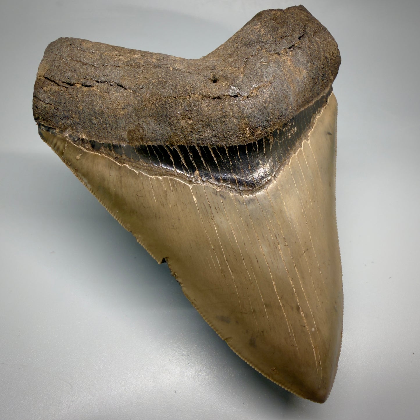 Front Left View 4.74" Fossil Megalodon Shark Tooth - Georgia - Heart-shaped sharply serrated - Collector's Quality megalodonteeth.com CM6533