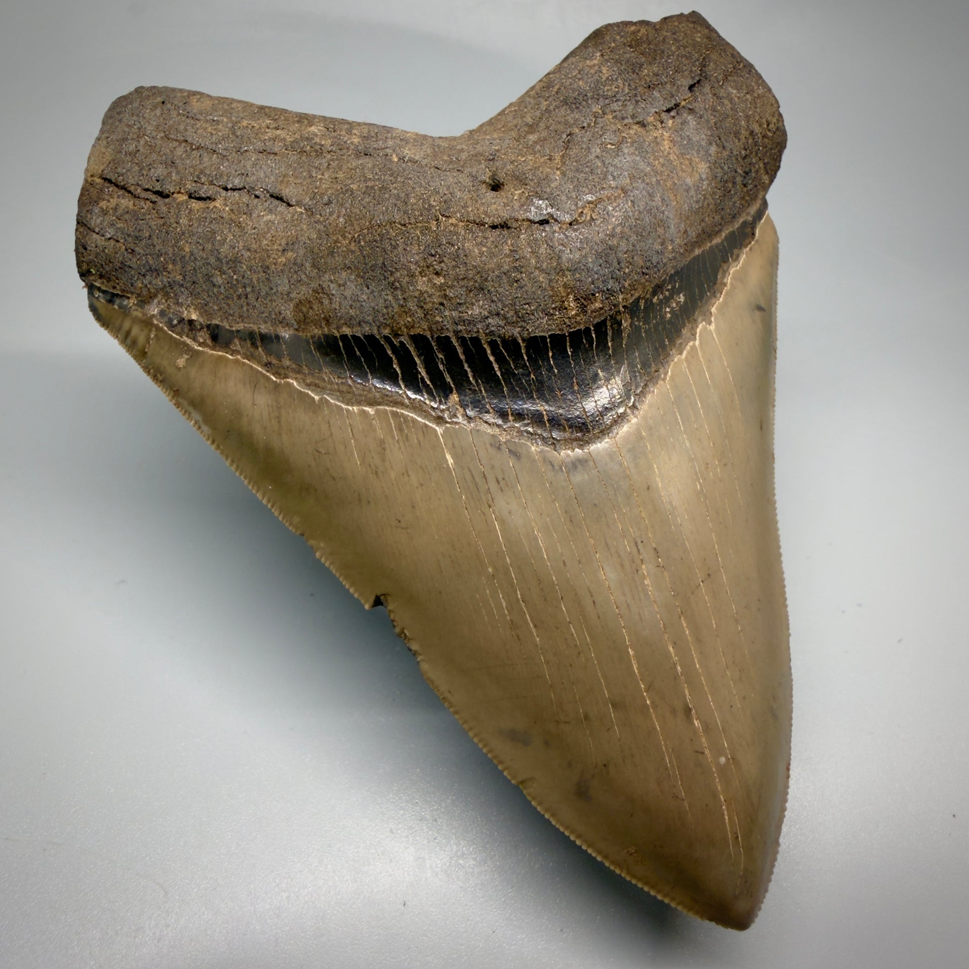 Front Left View 4.74" Fossil Megalodon Shark Tooth - Georgia - Heart-shaped sharply serrated - Collector's Quality megalodonteeth.com CM6533