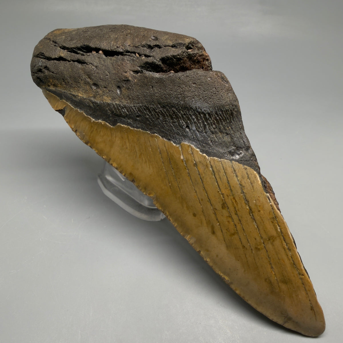 Front Left View 6.02" Authentic Megalodon Tooth – Extra Large, Colorful Fossil from North Carolina megalodonteeth.com CM6760