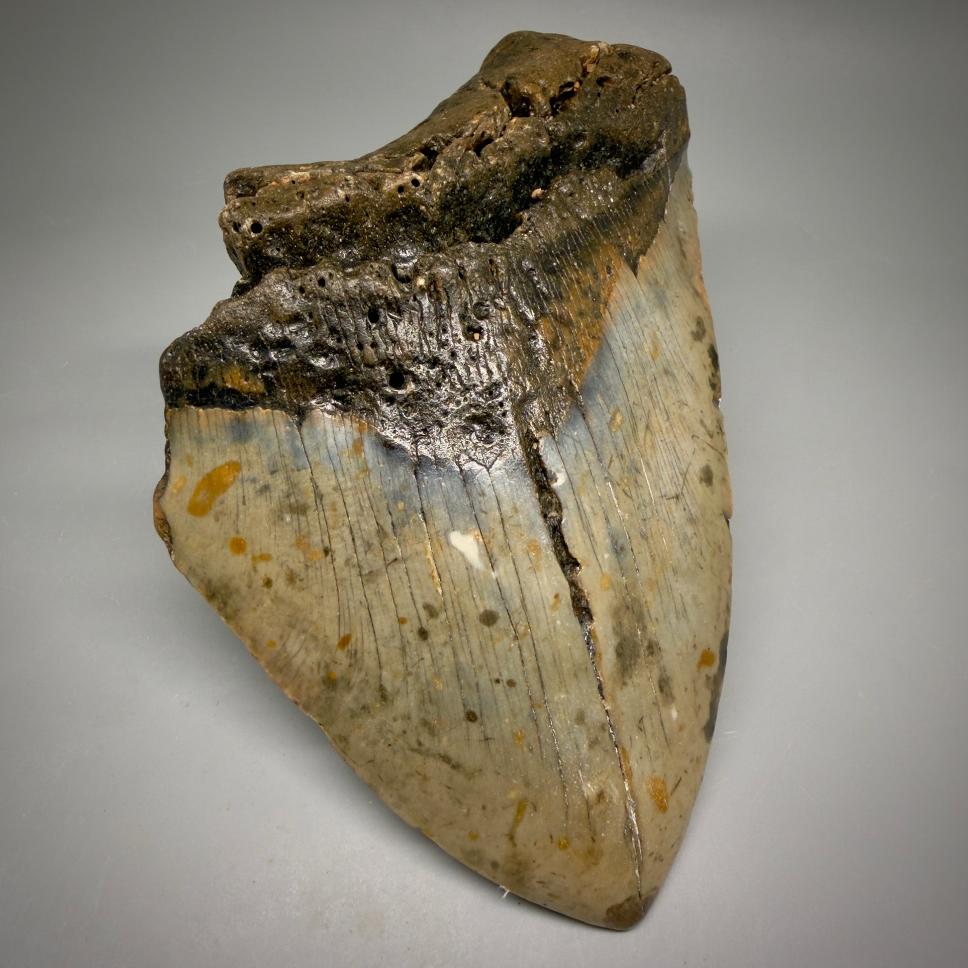 Front Left View 6.03" Authentic Megalodon Tooth – Extra Large, Colorful Fossil from North Carolina megalodonteeth.com CM6613