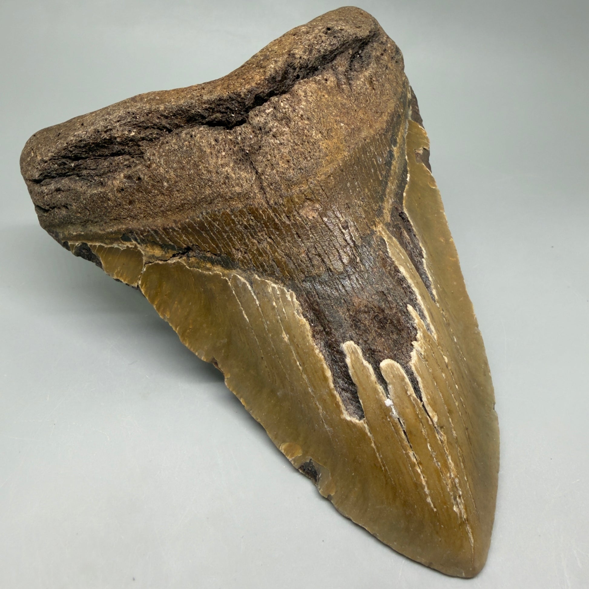 Front Left View  6.03" HUGE Authentic Megalodon Tooth – Extra Large, Colorful Fossil from North Carolina CM6448