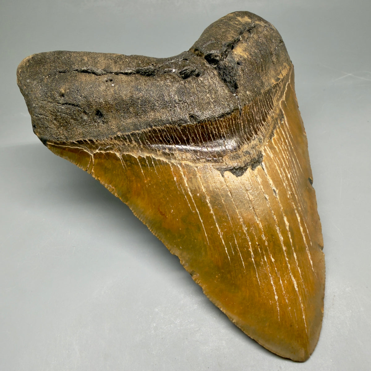 Front Left View 6.07" Authentic Megalodon Tooth – Extra Large, Colorful Fossil from North Carolina megalodonteeth.com MJ108