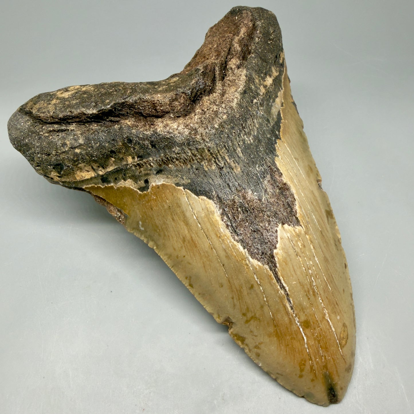 Front Left View 6.08" Authentic Megalodon Tooth – Extra Large, Colorful Fossil from North Carolina CM6448