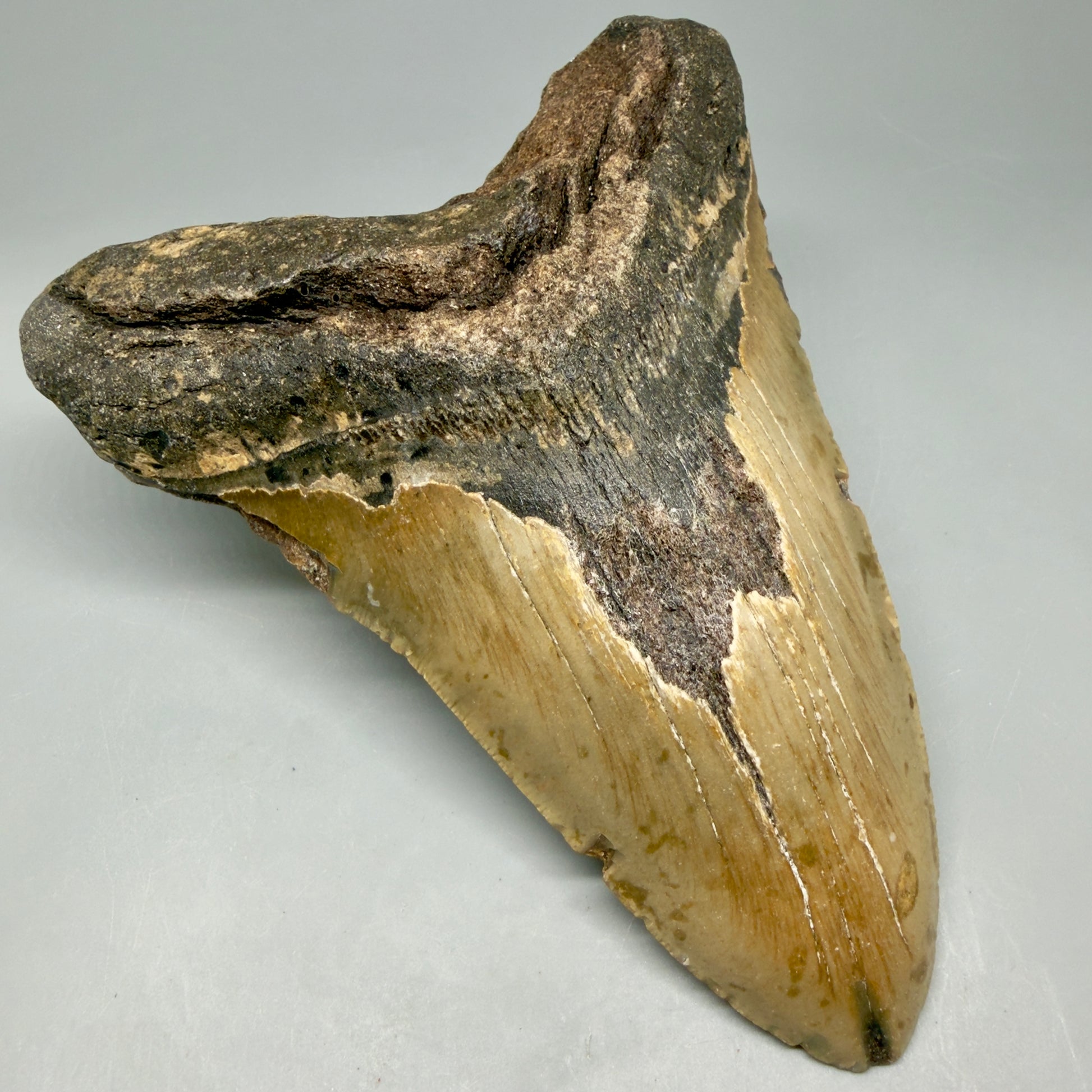 Front Left View 6.08" Authentic Megalodon Tooth – Extra Large, Colorful Fossil from North Carolina CM6448