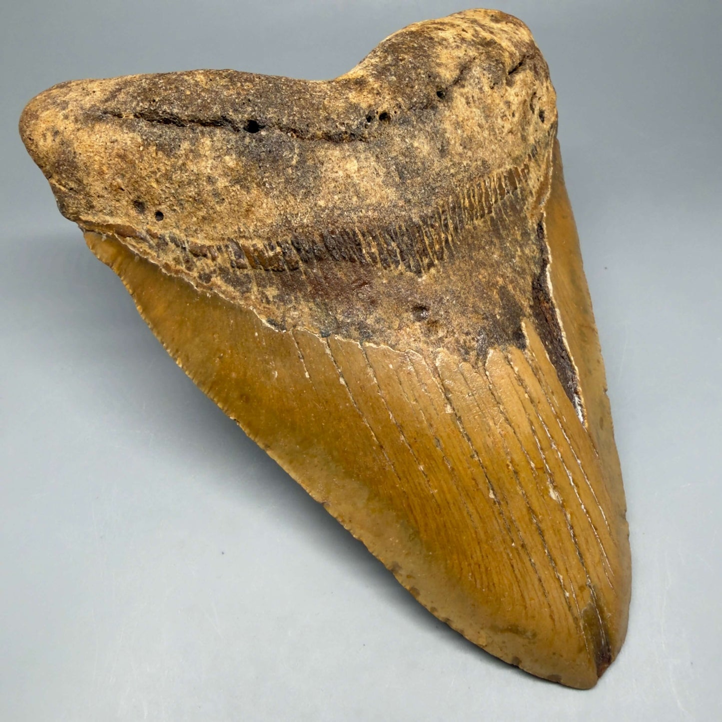Front Left View 6.32" HUGE Authentic Megalodon Tooth – Extra Large, Colorful Fossil from North Carolina CM6447