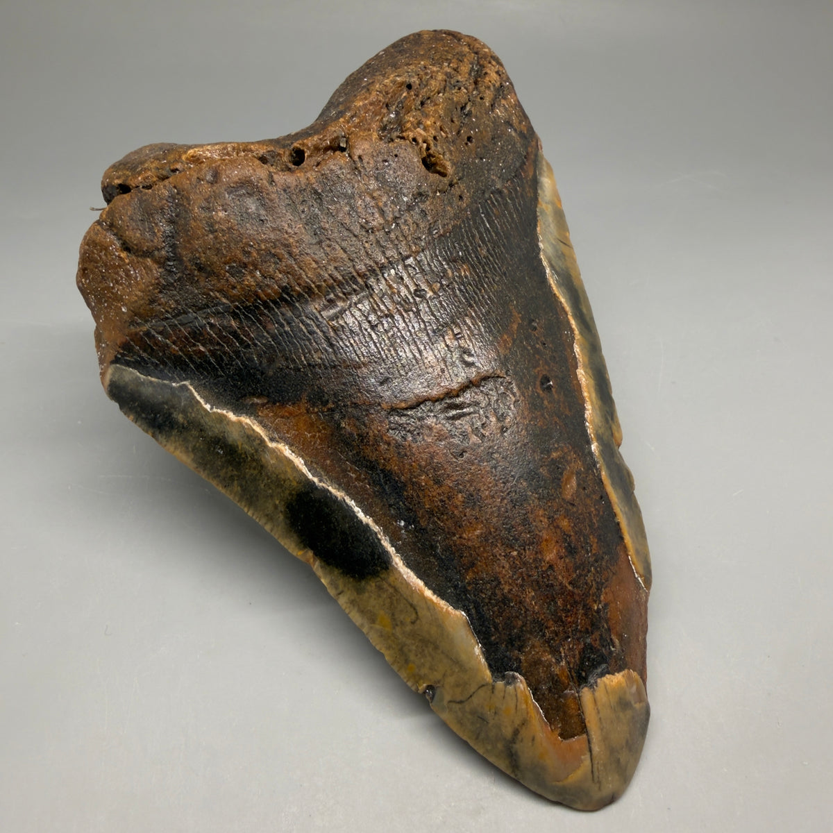 Front Left View 6.37" Authentic Megalodon Tooth – Extra Large, Colorful Fossil from North Carolina megalodonteeth.com CM6762