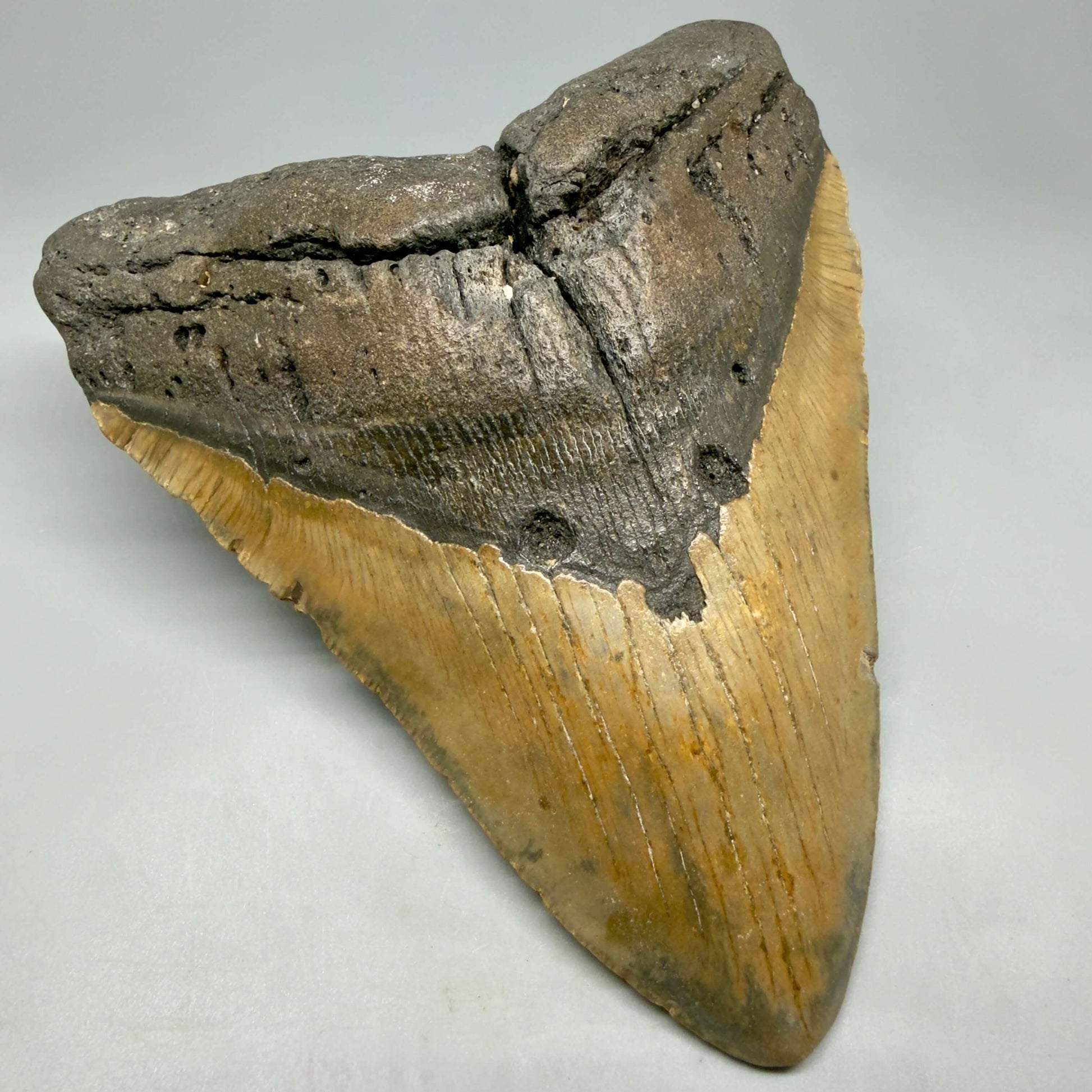 Front Left View 6.53" HUGE Authentic Megalodon Tooth – Extra Large, Colorful Fossil from North Carolina CM6450 - 1