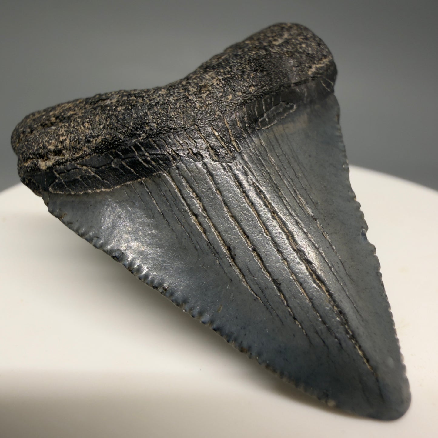 Front Left View Affordable 1.60" Colorful Fossil Megalodon Tooth – South Carolina River Find | Authentic megalodonteeth.com CM6536