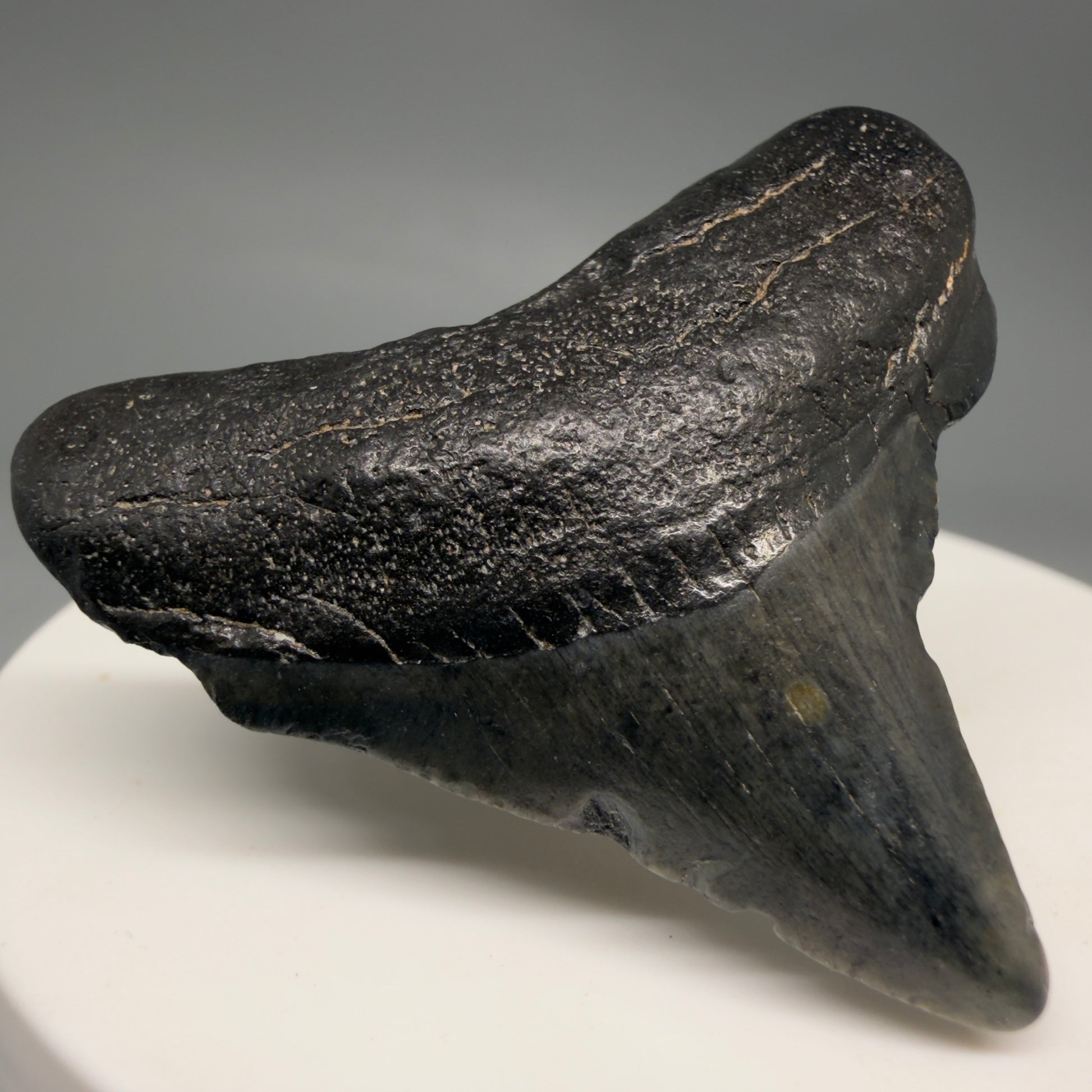 Front Left View Affordable 1.67" Colorful Fossil Megalodon Tooth – South Carolina River Find | Authentic megalodonteeth.com CM6537