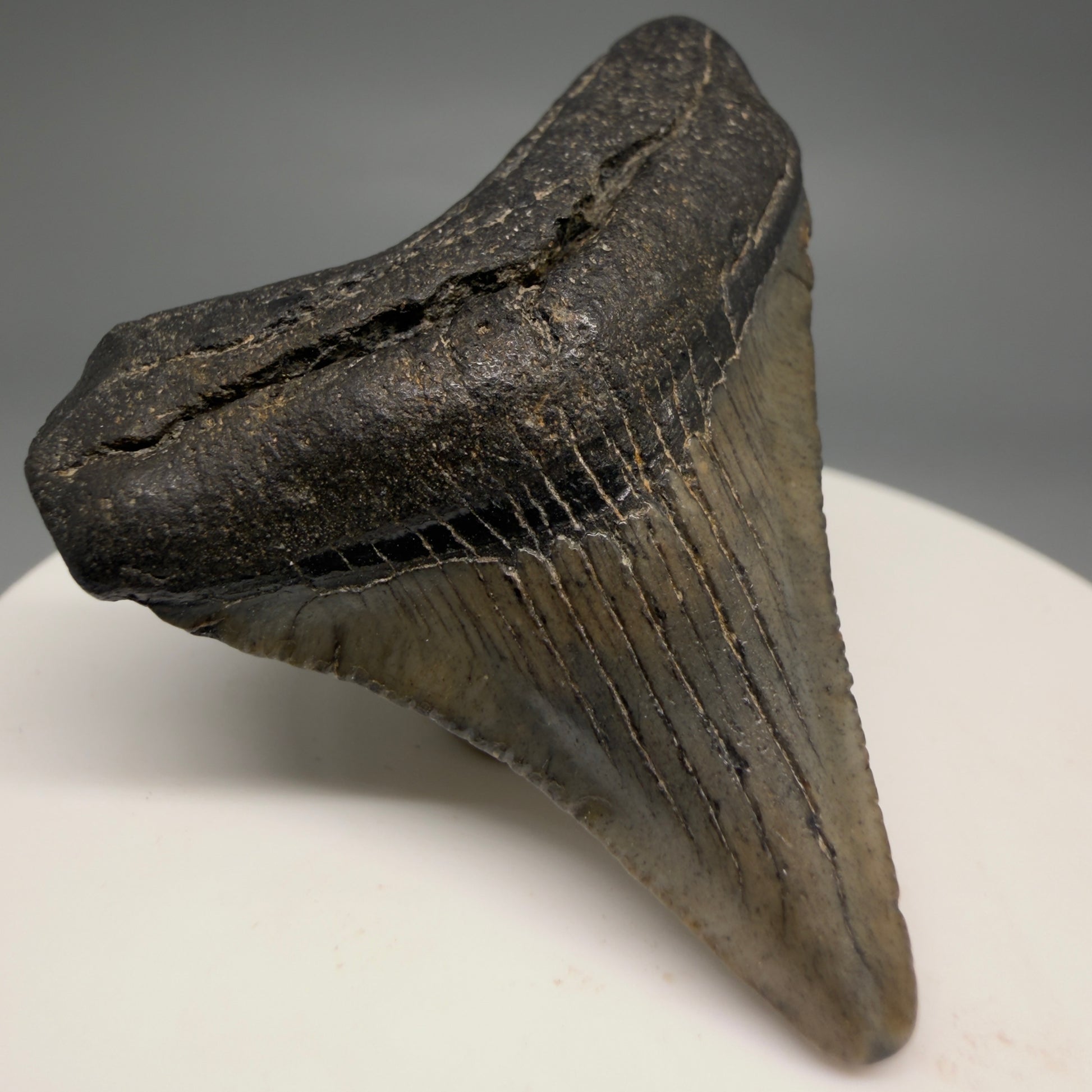 Front Left View Affordable 1.91" Colorful Fossil Megalodon Tooth – South Carolina River Find | Authentic megalodonteeh.com CM6540
