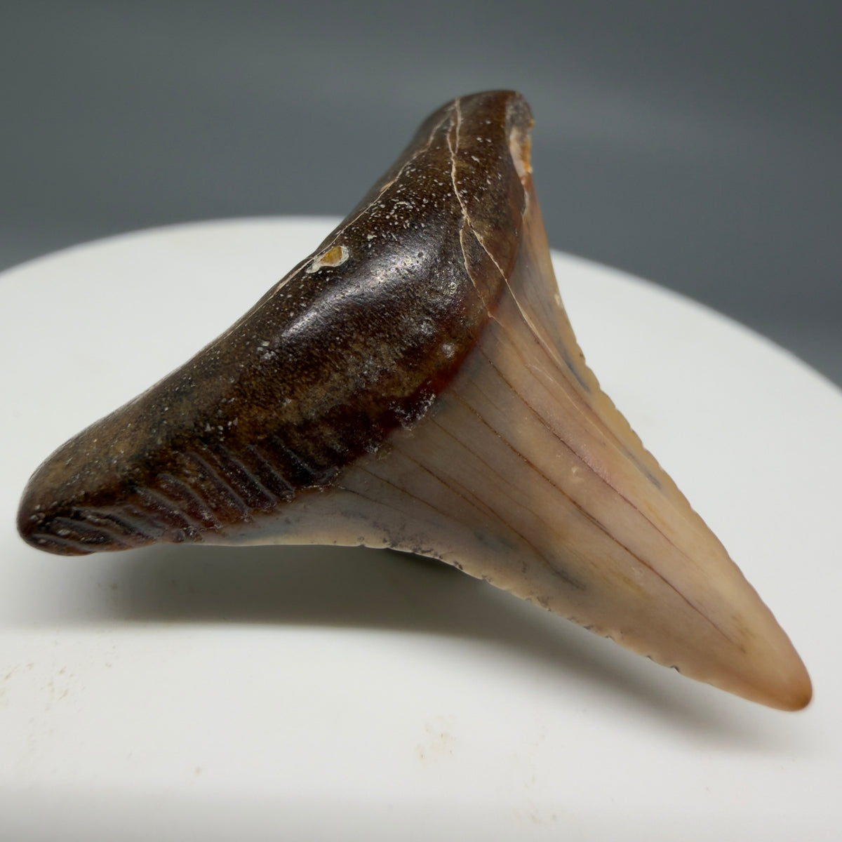 Front Left View Affordable, colorful 1.30" long Fossil Great White Tooth from the deserts of Peru megalodonteeth.com GW1376