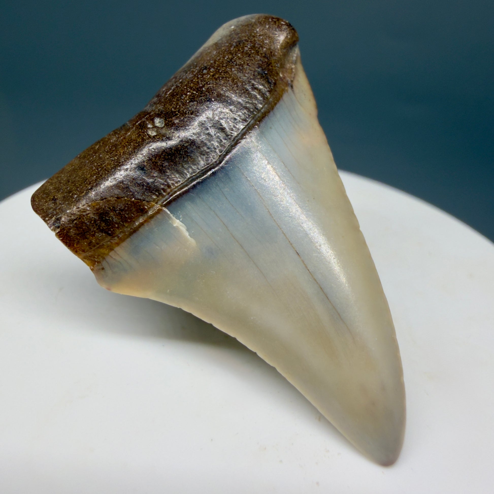 Front Left View Affordable, colorful 1.64" long Fossil Great White Tooth from the deserts of Peru GW1358
