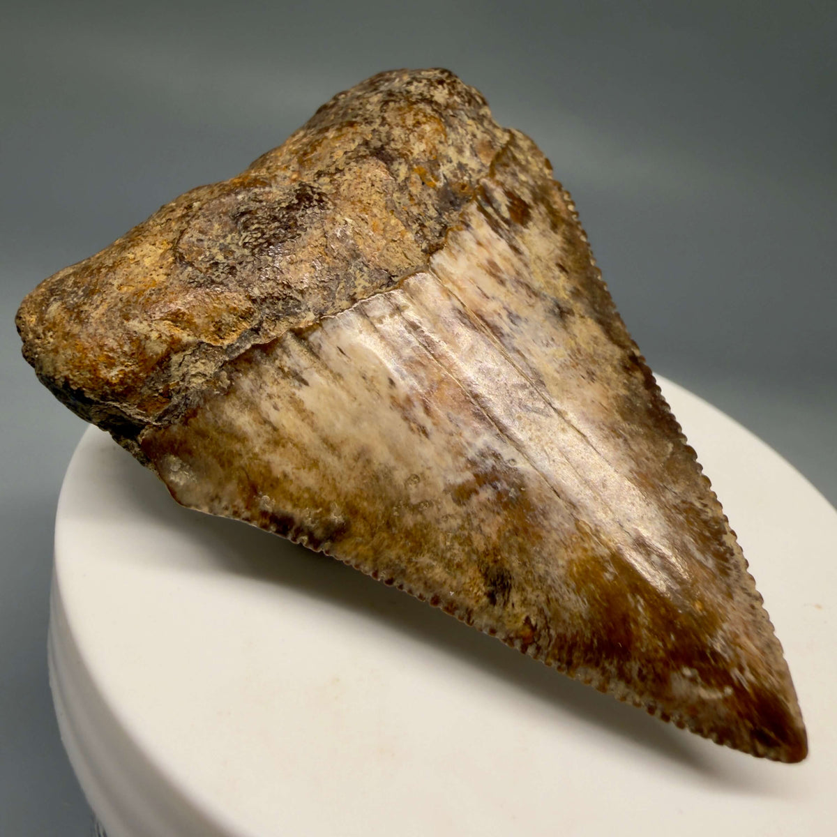 Front Left View Amazing colors and prints, sharply serrated 2.35" Fossil Great White Shark Tooth - Indonesia megalodonteeth.com GW1406