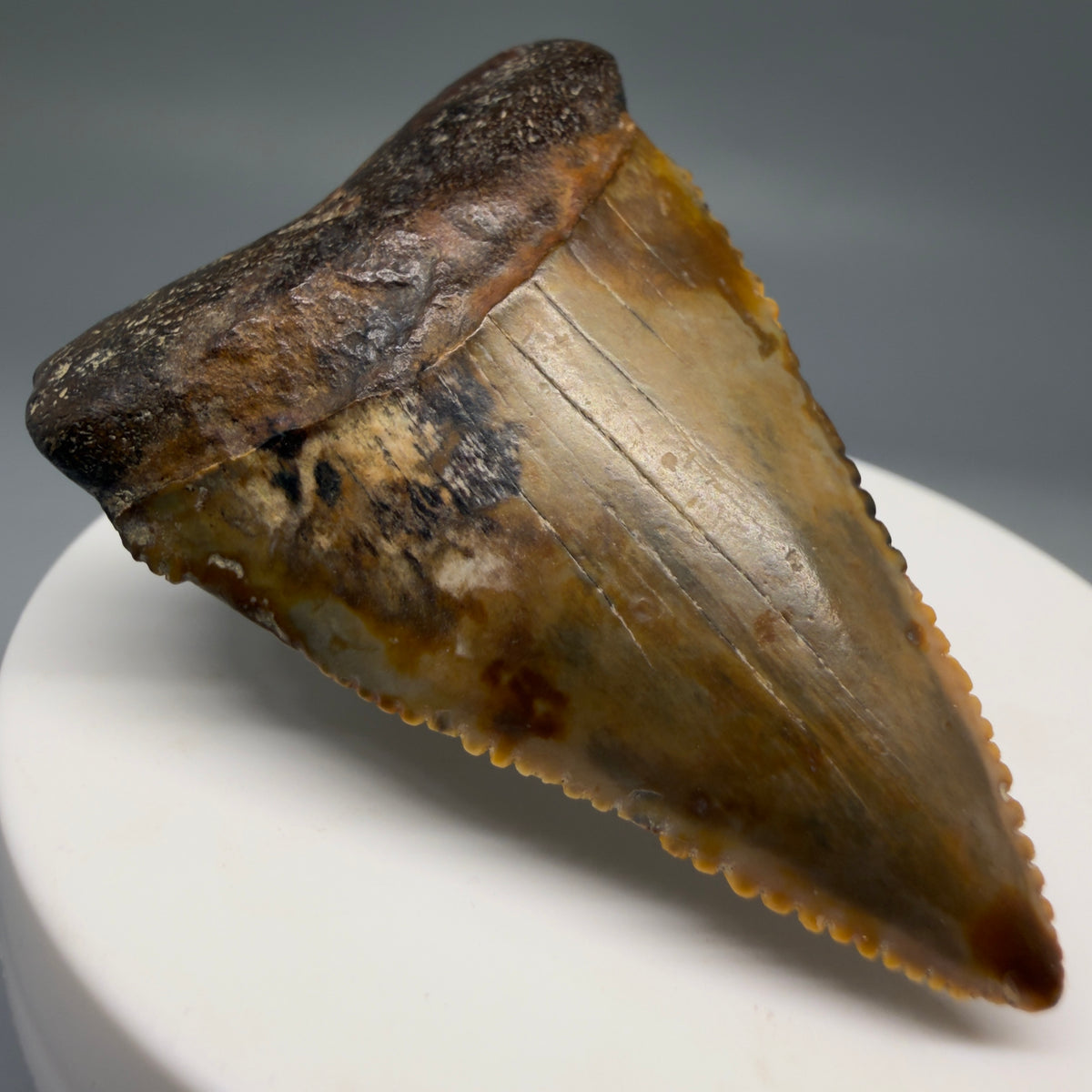 Front Left View Amazing colors and prints, sharply serrated, collector's quality 2.10" Fossil Great White Shark Tooth - Indonesia megalodonteeth.com GW1405