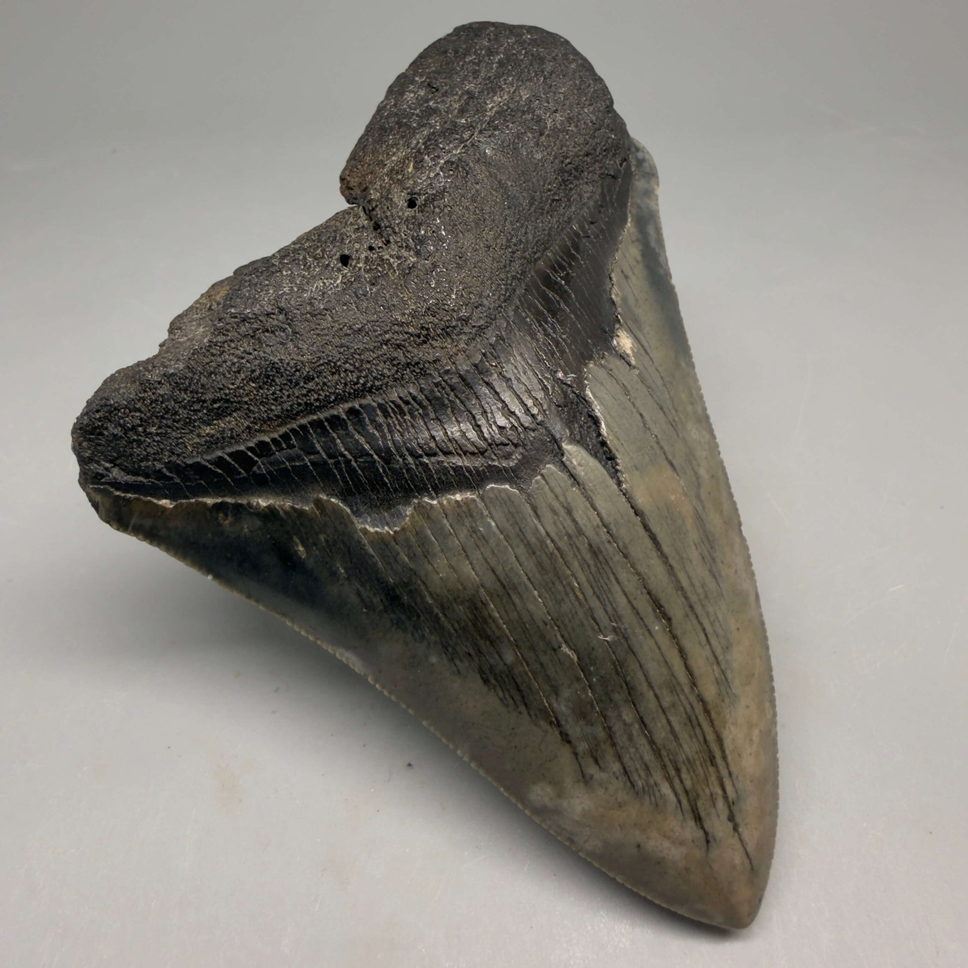 Front Left View Authentic 4.17" Megalodon Tooth from South Carolina – Great Shape megalodonteeth.com CM5555