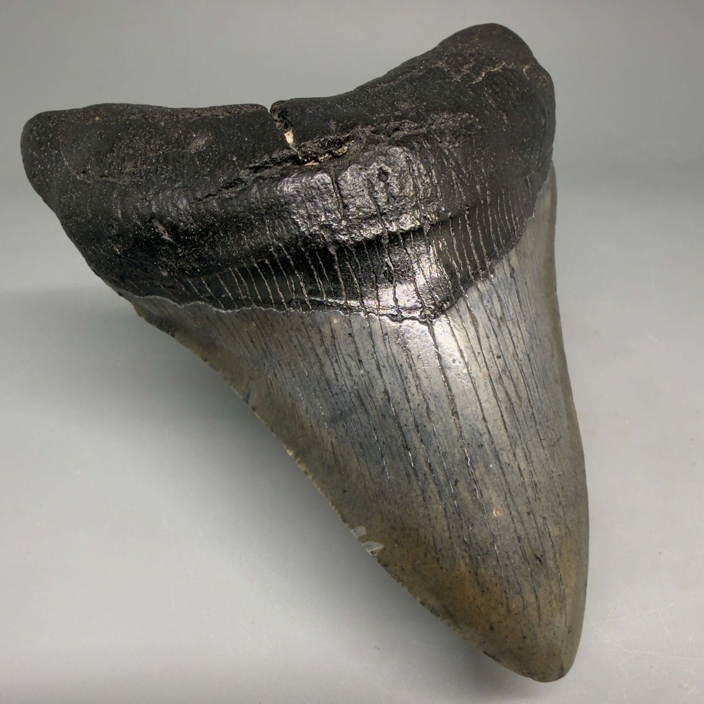 Front Left View Authentic 4.53" Megalodon Tooth from South Carolina – Great Shape megalodonteeth.com CM6670