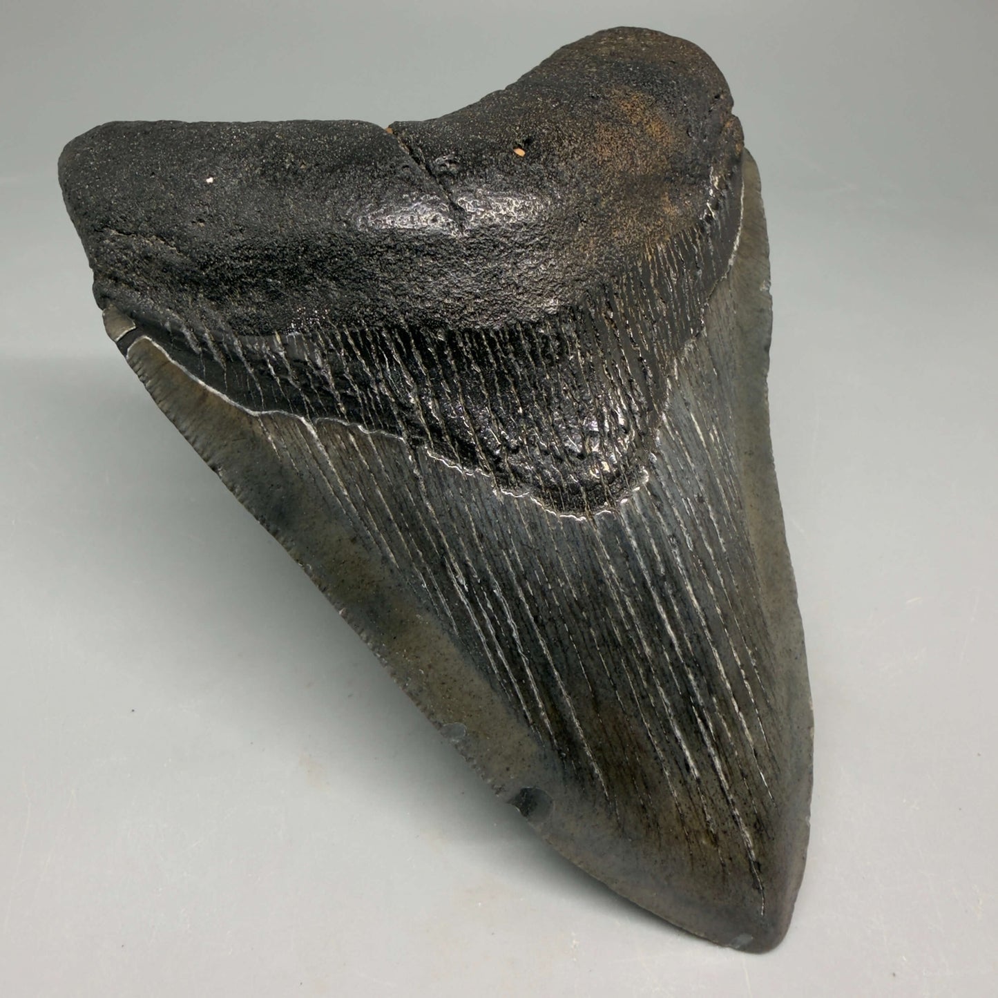 Front Left View Authentic 4.72" Megalodon Tooth from South Carolina – Great Shape megalodonteeth.com CM6673