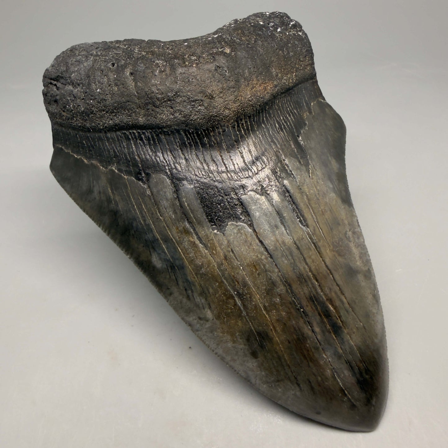 Front Left View Authentic 4.90" Megalodon Tooth from South Carolina – Great Shape megalodonteeth.com CM6674