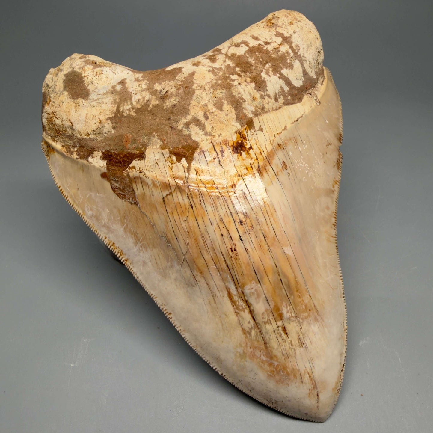 Front Left View Authentic, Collector's Quality 5.11″ Light colors Megalodon Tooth – West Java Indonesia CM6424 