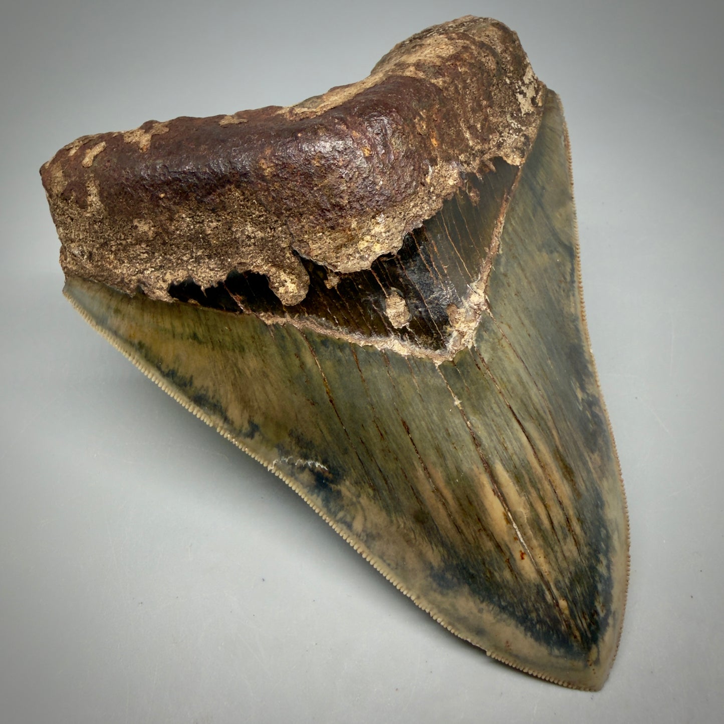 Front Left View Authentic, Collector's quality 5.25″ Colorful Megalodon Tooth – West Java Indonesia MJ181 