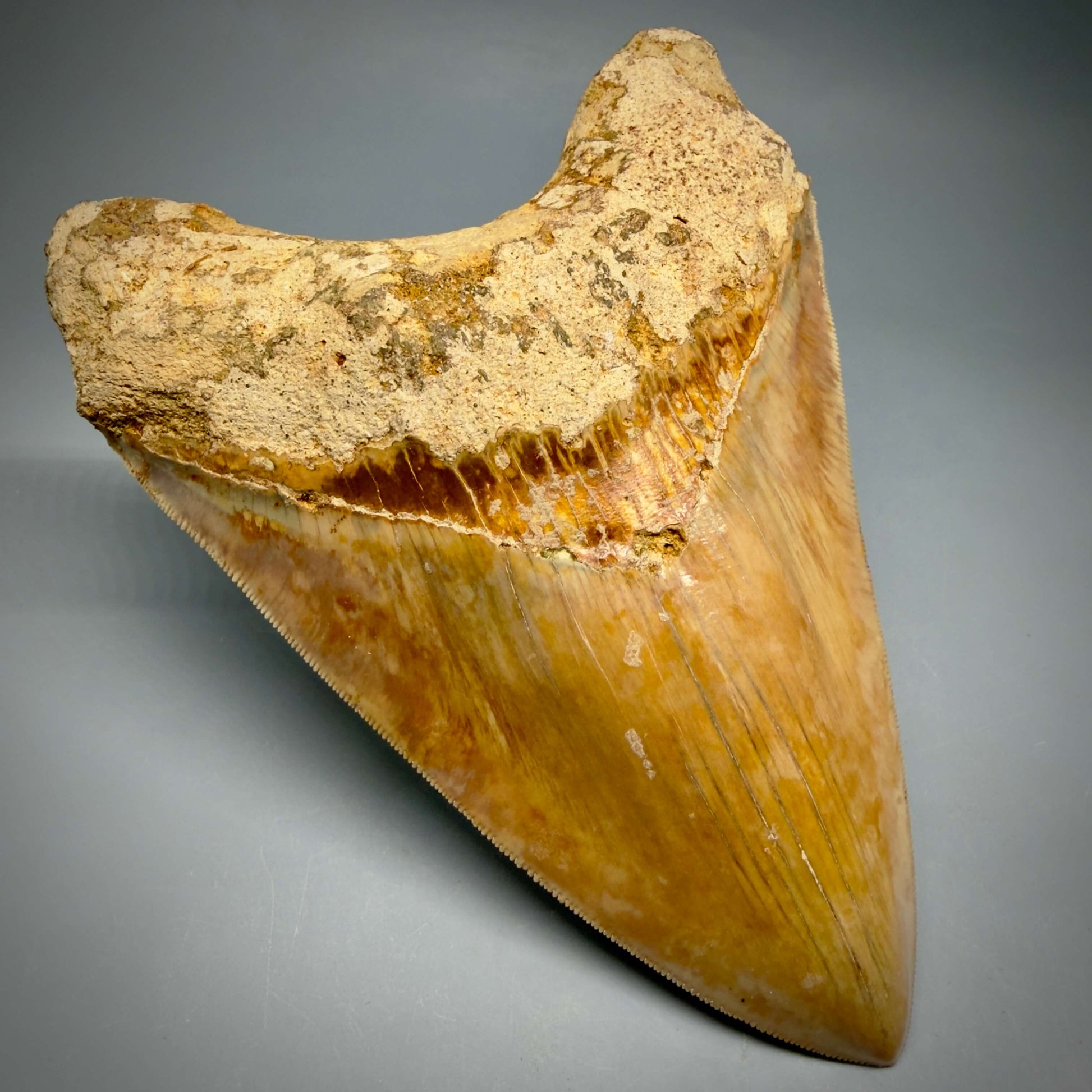Front Left View Authentic, Collector's quality 5.83″ Colorful Megalodon Tooth – West Java Indonesia MJ183