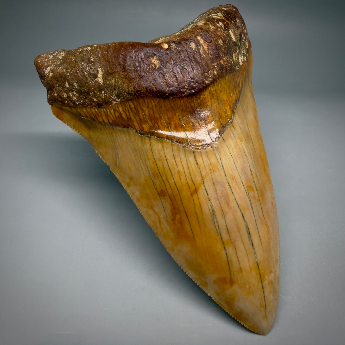 Front Left View Authentic, Collector's quality Lower 5.23″ Colorful Megalodon Tooth – West Java Indonesia megalodontooth.com CM6745 