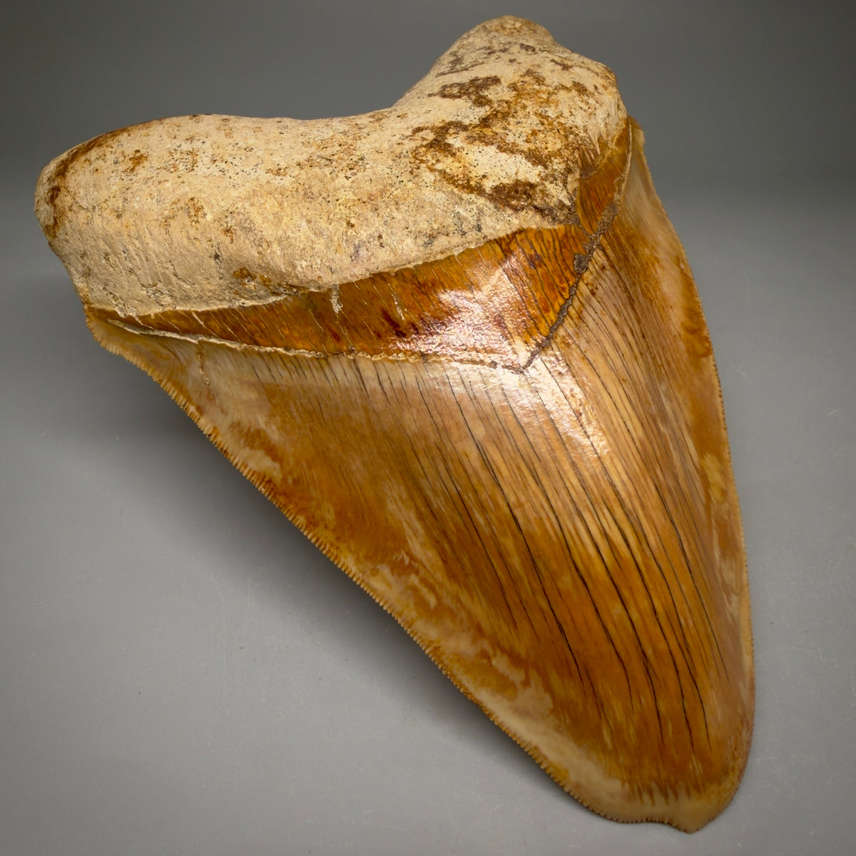 Front Left View Authentic, Collector's quality deformed 5.62″ Colorful Megalodon Tooth – West Java Indonesia megalodonteeth.com CM6747