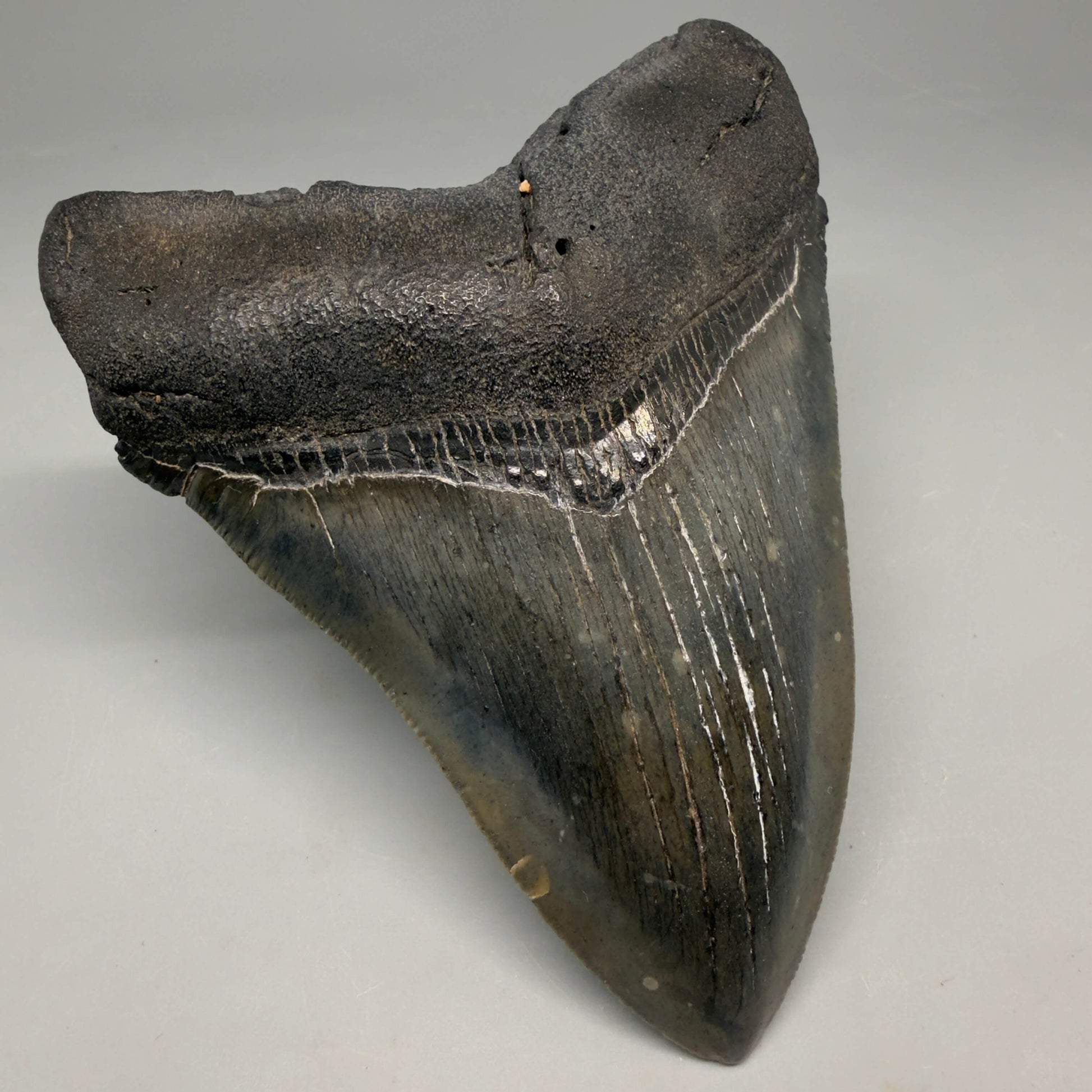 Front Left View Authentic Serrated 4.52" Megalodon Tooth from South Carolina – Great Shape CM66 72 megalodonteeth.com