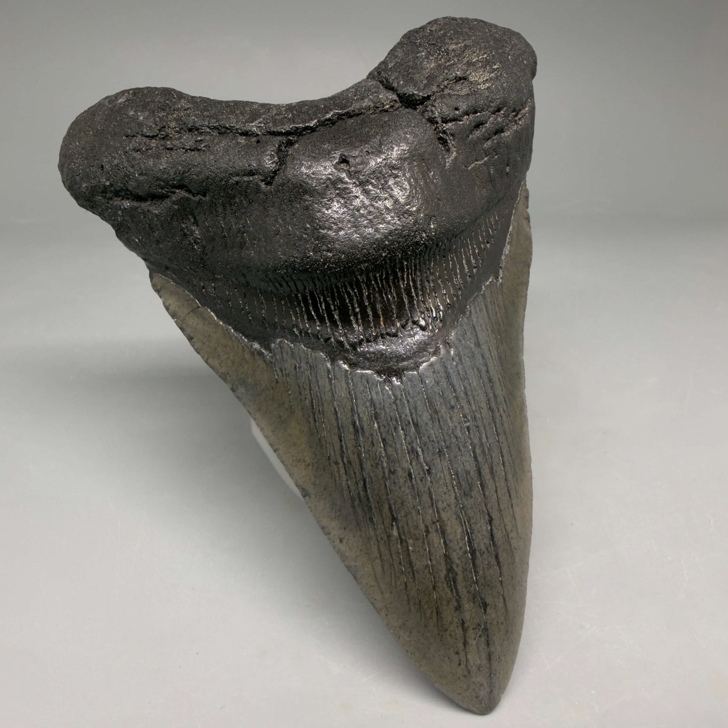 Front Left View Authentic lower 4.12" Megalodon Tooth from South Carolina – Great Shape megalodonteeth.com CM6668