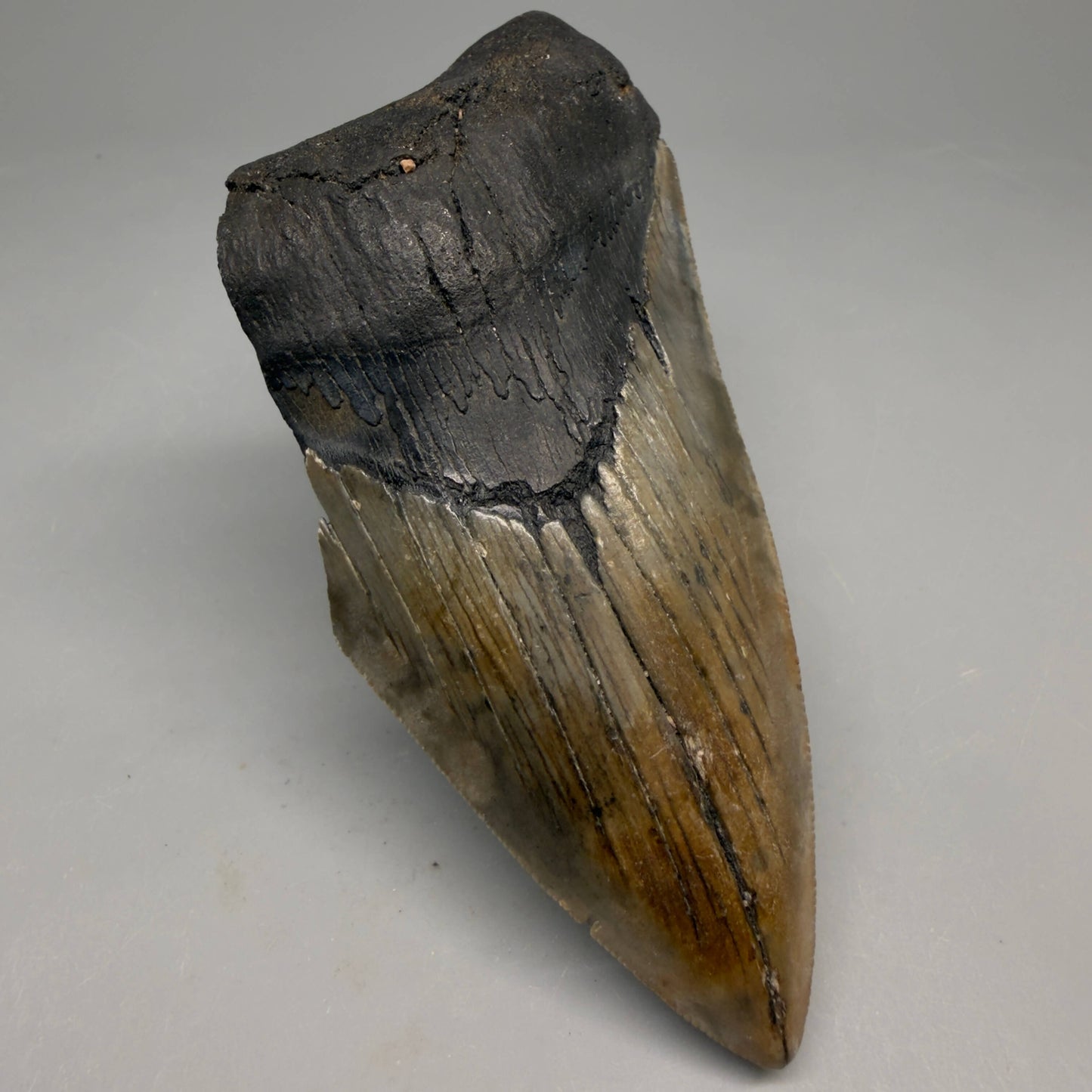 Front Left View Authentic lower 4.50" Megalodon Tooth from South Carolina – Great Shape megalodonteeth.com CM6664