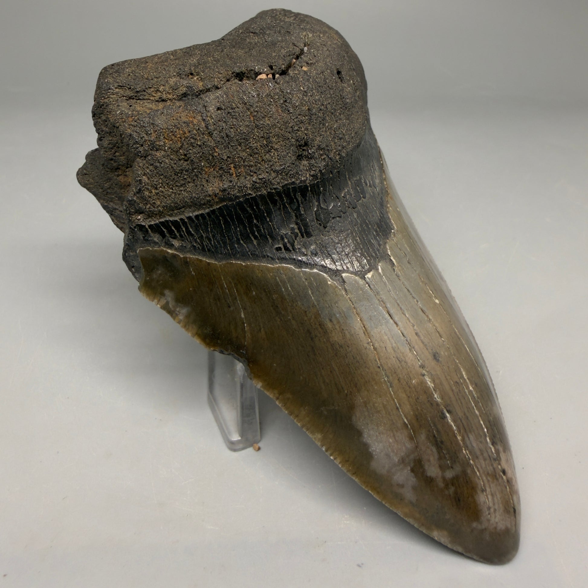 Front Left View Authentic lower 4.75" Megalodon Tooth from South Carolina – Great Shape megalodonteeth.com CM6669