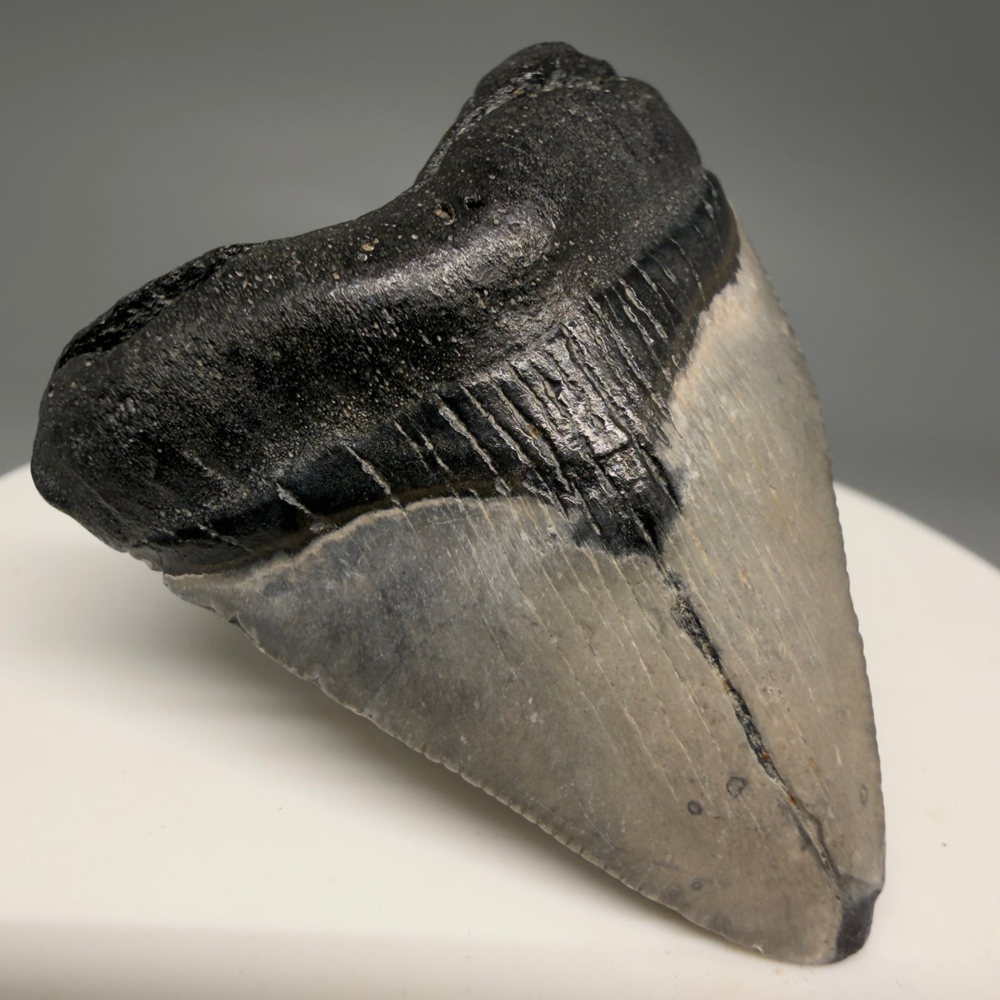 Front Left View Baby 1.72" Colorful Fossil Megalodon Tooth – South Carolina River Find | Authentic Megalodon Tooth megalodonteeth.com CM6538