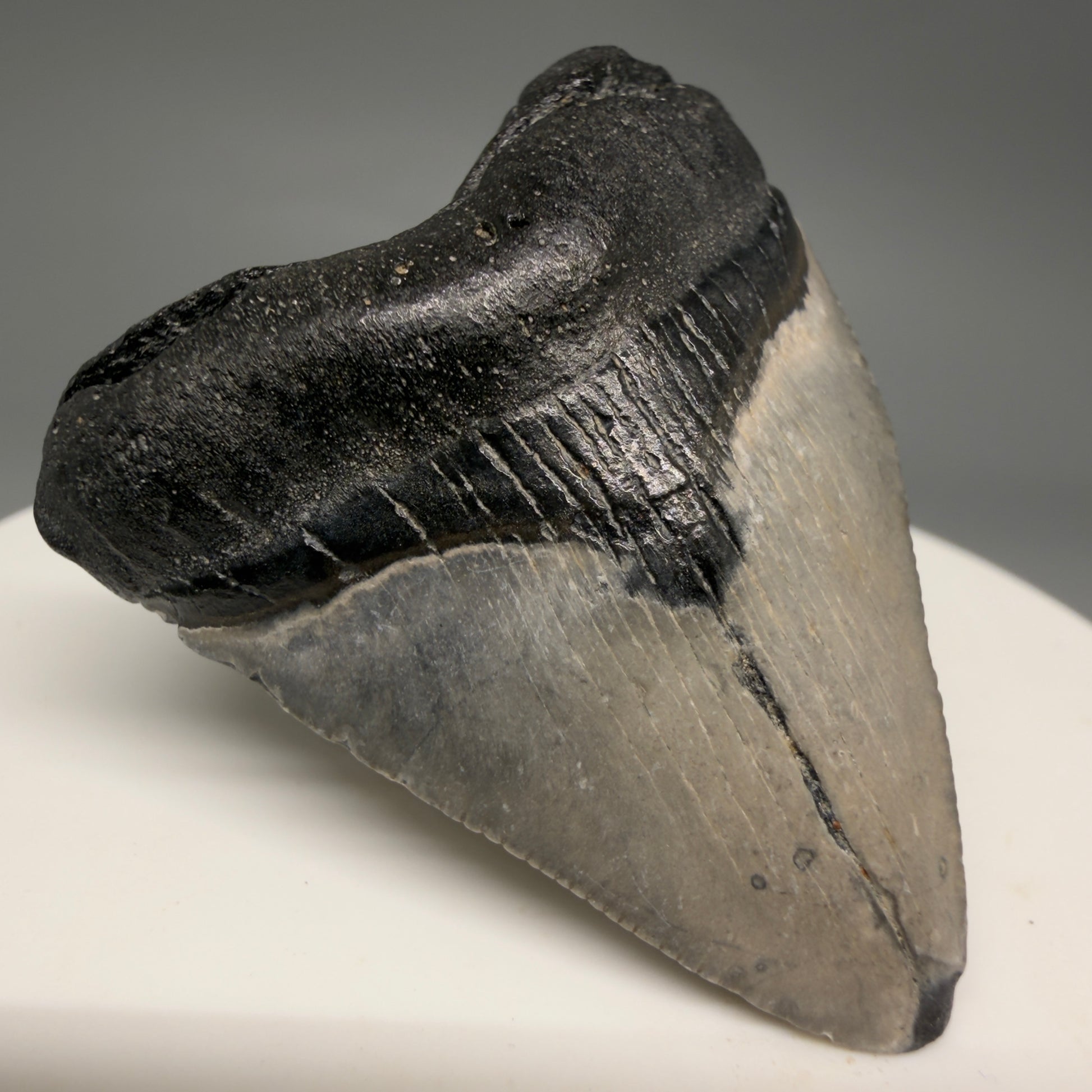 Front Left View Baby 1.72" Colorful Fossil Megalodon Tooth – South Carolina River Find | Authentic Megalodon Tooth megalodonteeth.com CM6538