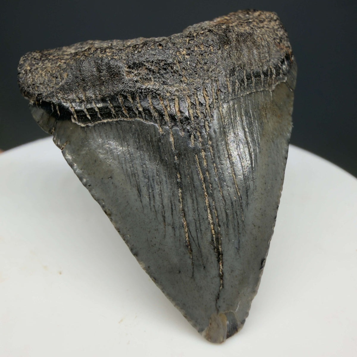 Front Left View Baby, colorful 1.68" Juvenile Fossil Megalodon Tooth – South Carolina River Find | Authentic megalodonteeth.com CM6780 