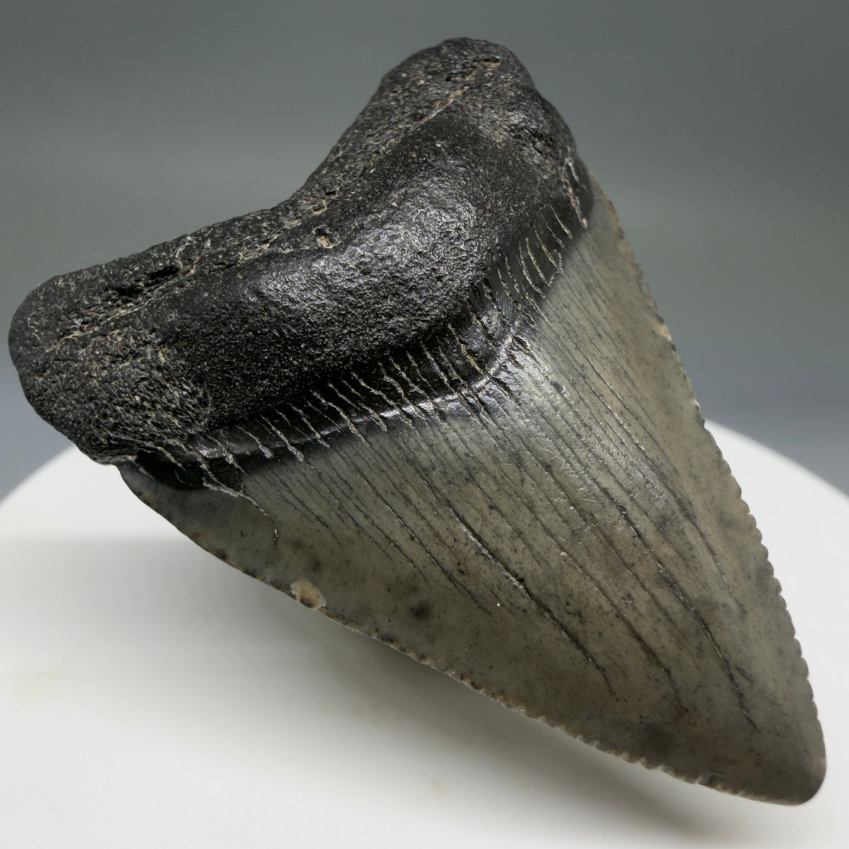 Front Left View Baby, colorful 1.78" Juvenile Fossil Megalodon Tooth – South Carolina River Find | Authentic megalodonteeth.com CM6778