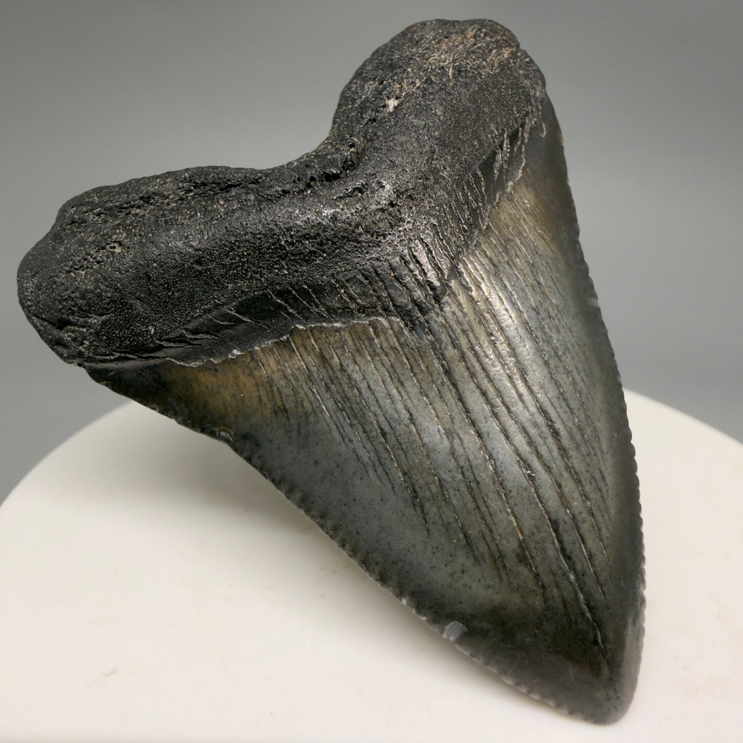 Front Left View Baby, colorful 2.13" Juvenile Fossil Megalodon Tooth – South Carolina River Find | Authentic megalodonteeth.com CM6548