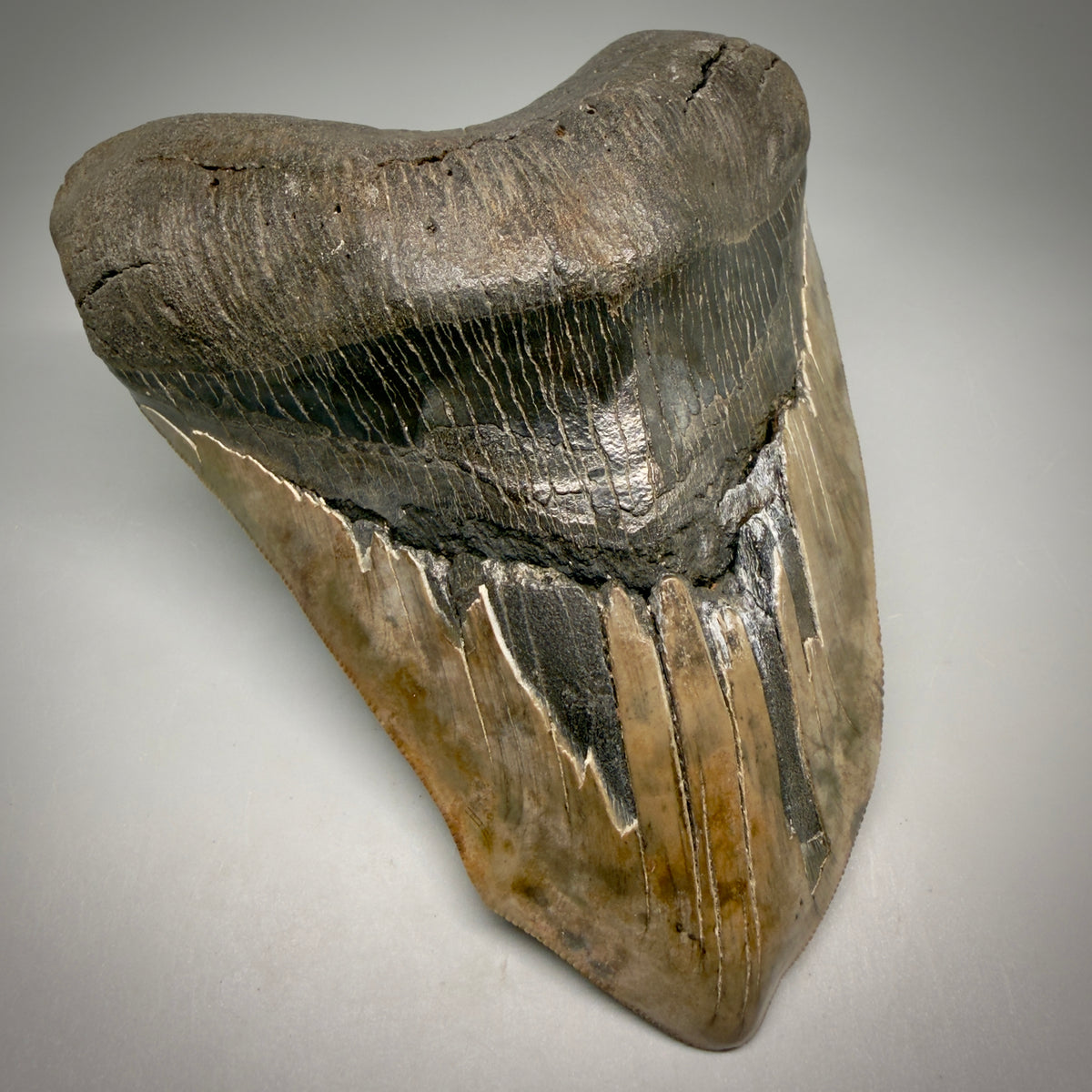 Front Left View Beautiful, Deformed, serrated 5.56" Fossil Megalodon Tooth - South Carolina megalodonteeth.com CM6600